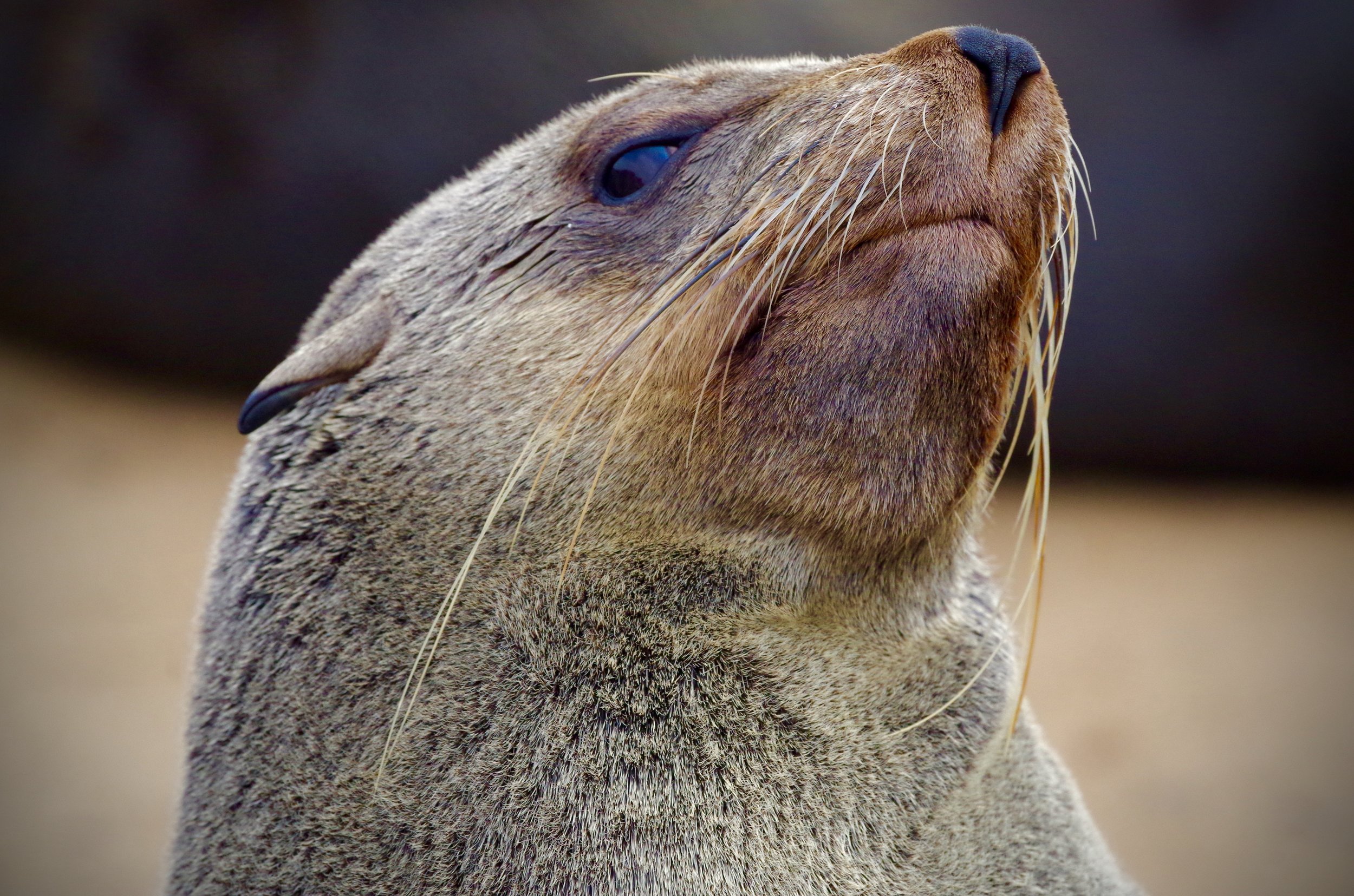 Thick Coat A fur seal typically has a large and broad head with a pointed snout that may be flat or turned up slightly. They have external ear flaps (pinnae) and their whiskers (vibrissae) are long, and may extend backward past the pinnae, especi
