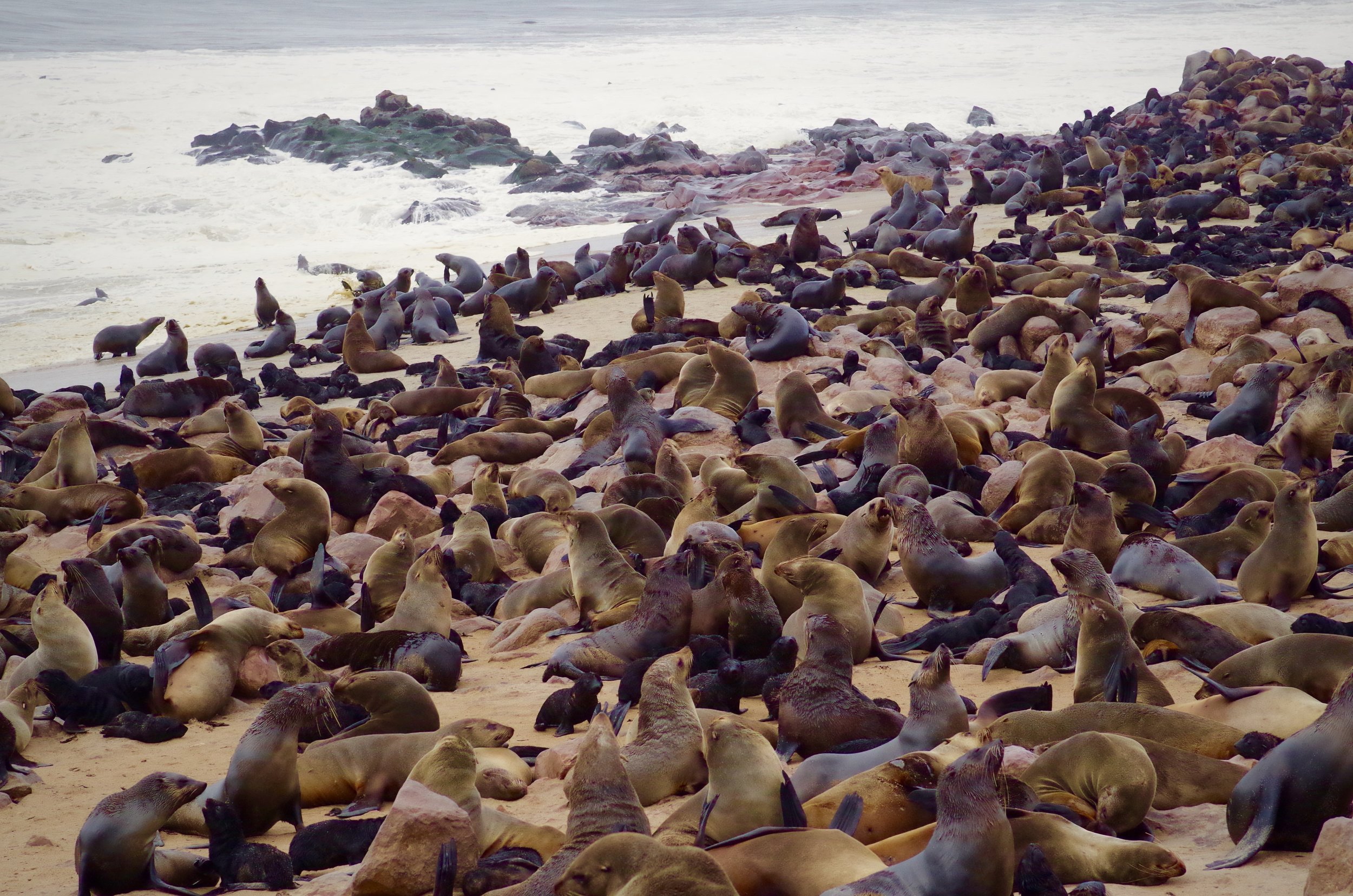 The Colony Brown fur seals prefer to haul out and breed on rocky islands, rock ledges and reefs, and pebble and boulder beaches. However, some large colonies can be found on sandy beaches. Fur seals spend most of the year at sea, but are never to