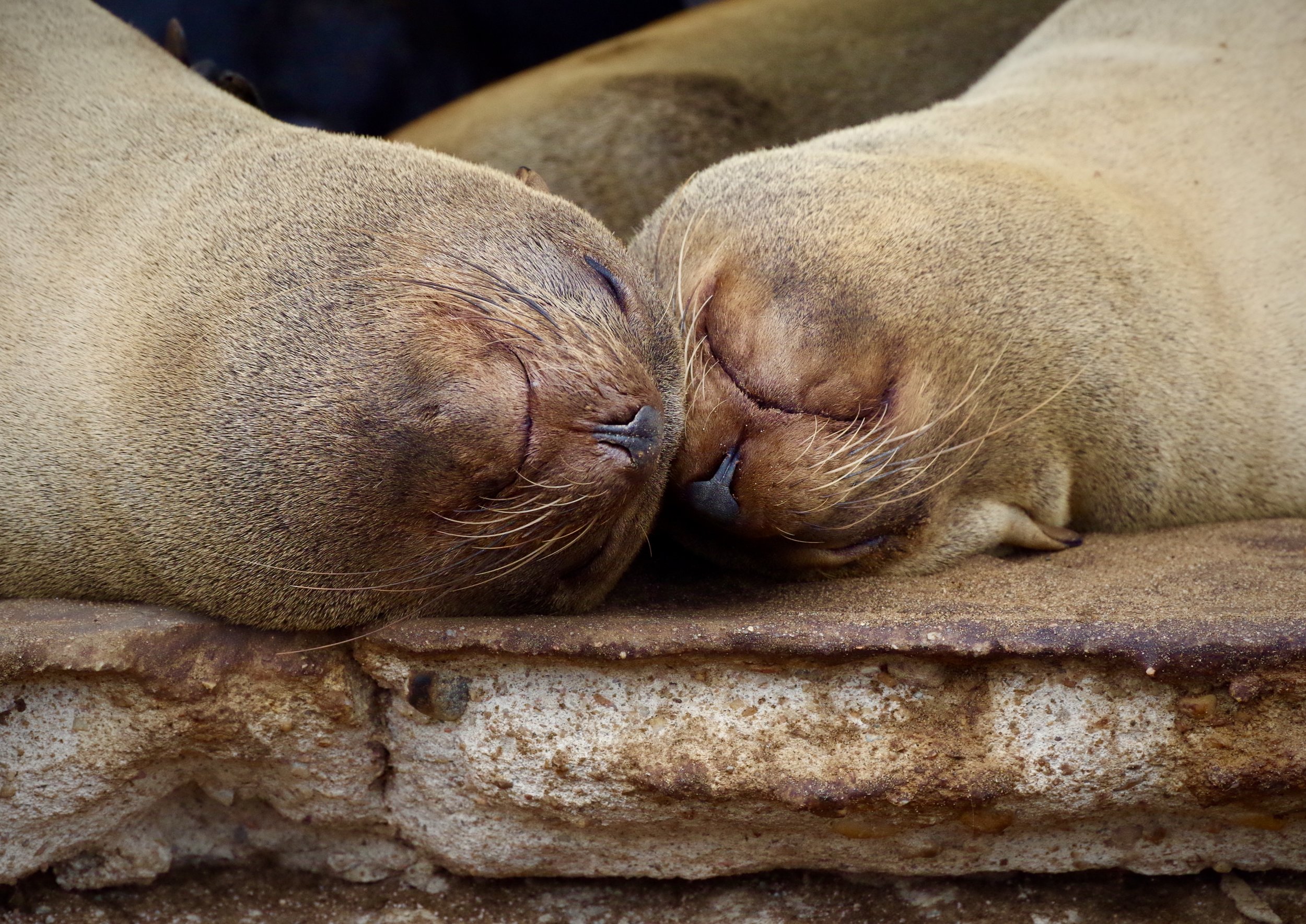 Well Deserved Snooze Two female fur seals take a break from ocean life.