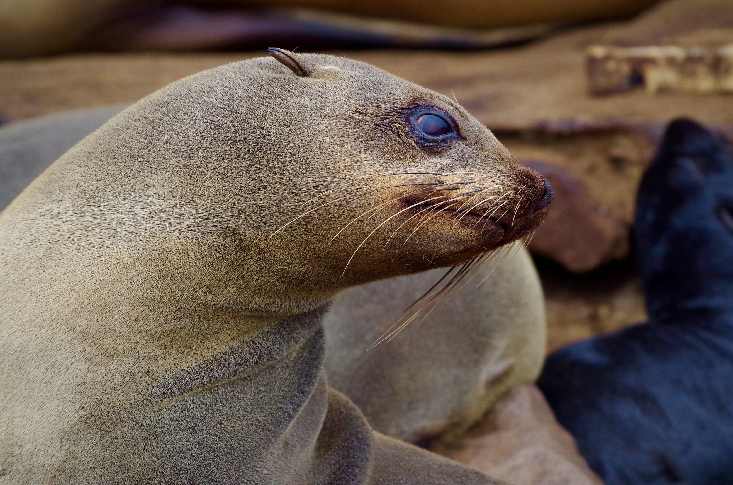 Checking for Danger This species is an inquisitive and friendly animal when in the water, and often accompanies scuba divers. They swim around divers for periods of several minutes at a time, even at a depth of 60 m. On land, they are far less re