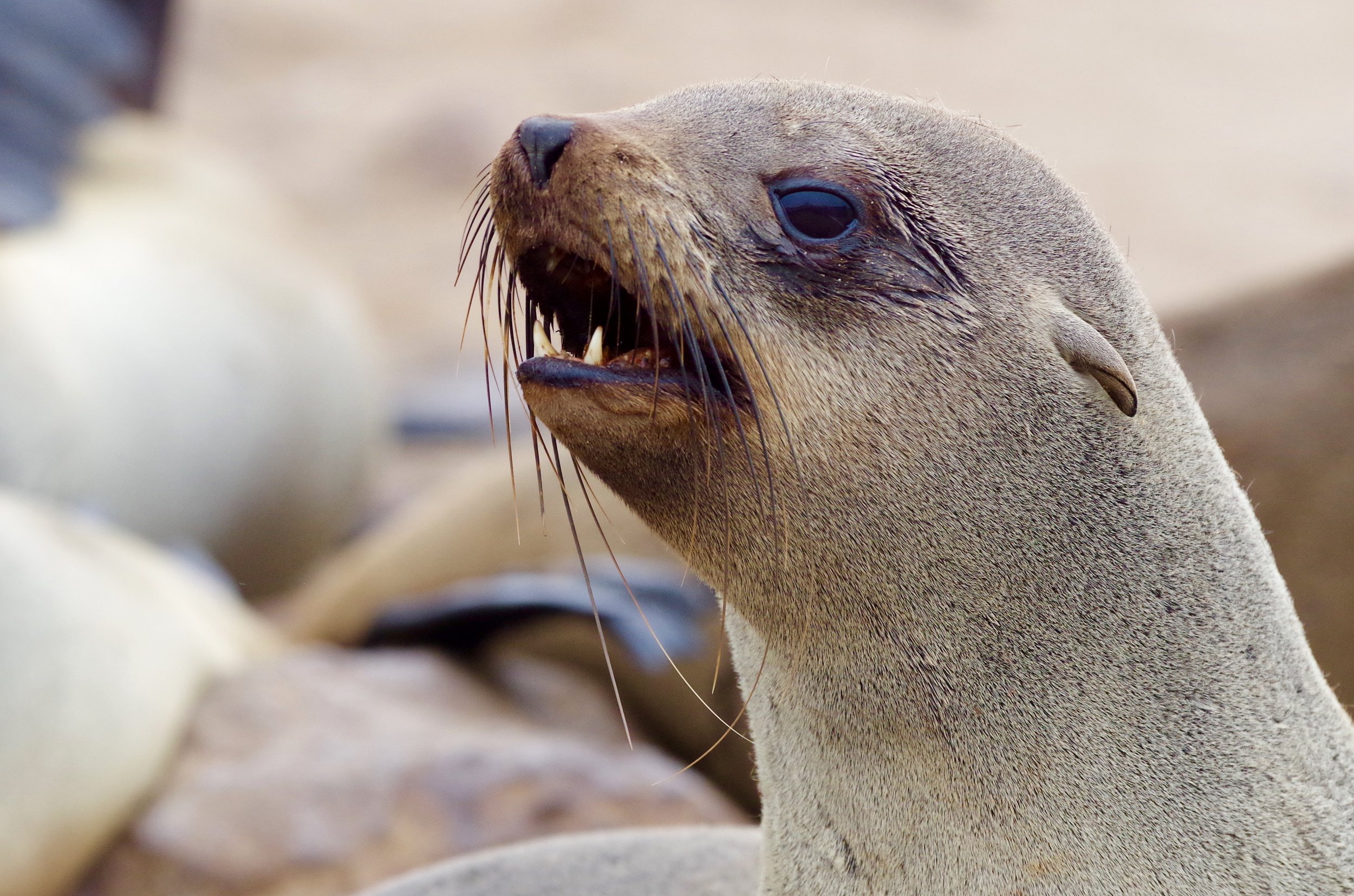 Female Fur Seal Females within a male's territory can be considered part of his harem. However, males do not herd the females, which are free to choose their mates and judge them based on the value of their territories.