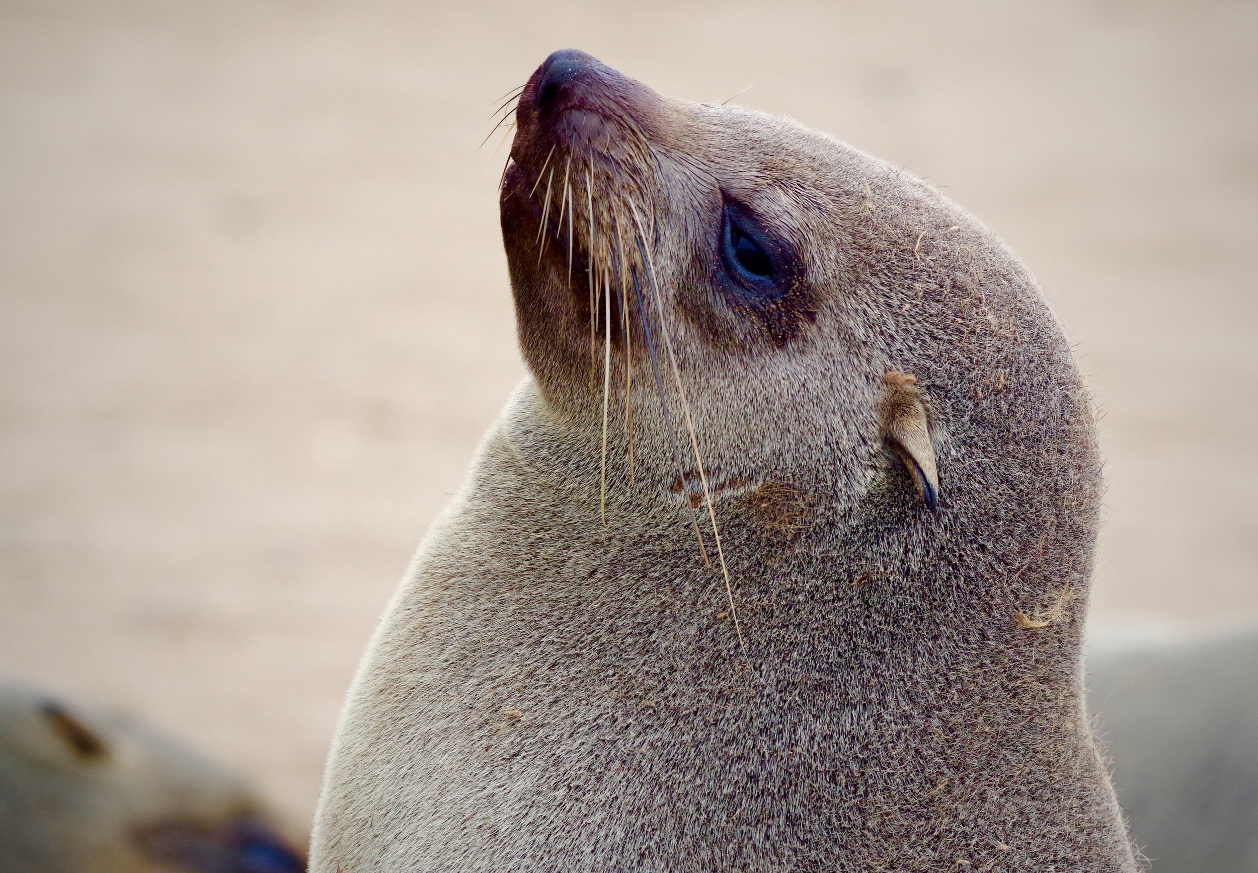 Seal Profile A seal raises her snout for a full photographic profile.