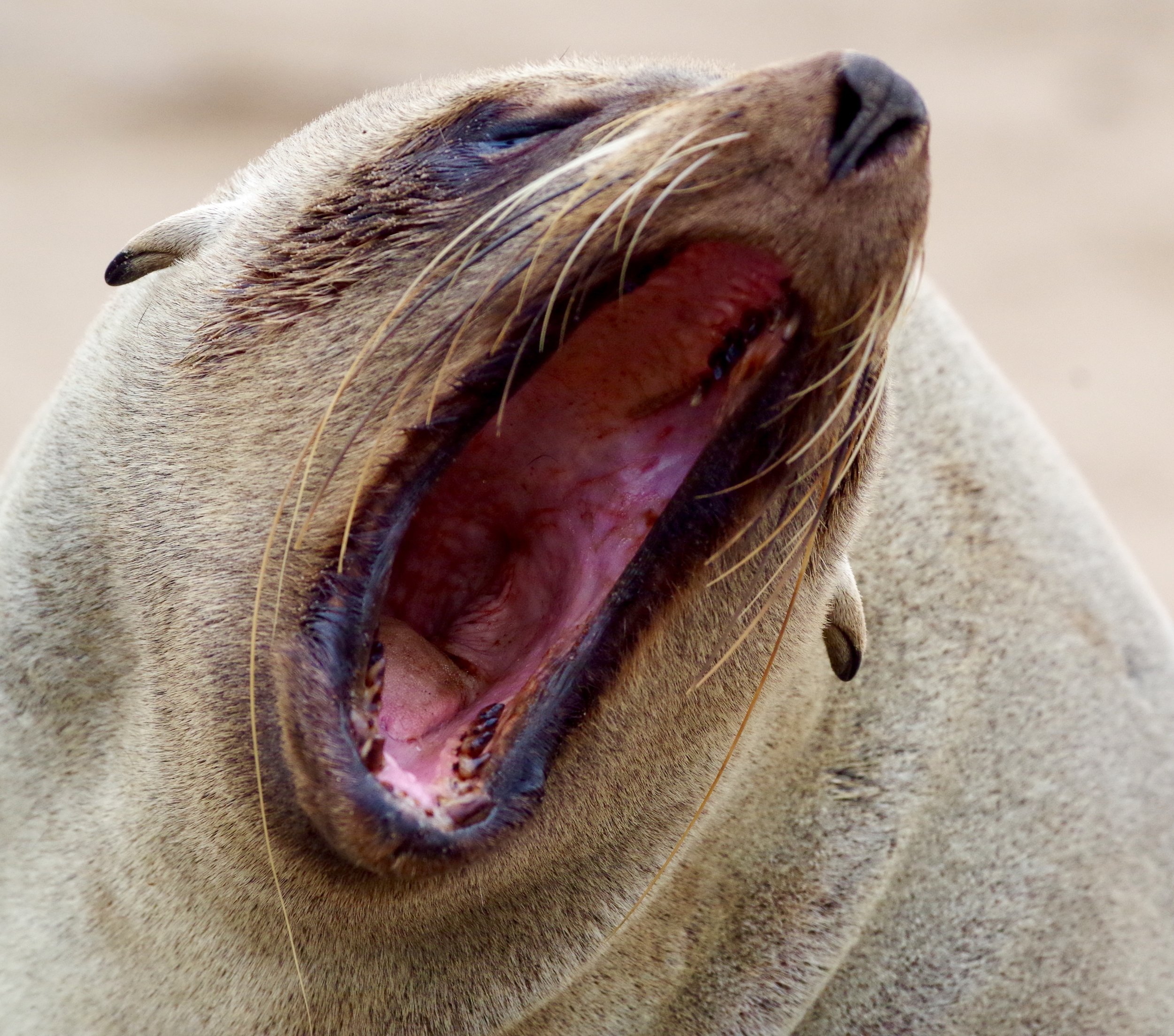 Big Yawn A female fur seal seems unimpressed.