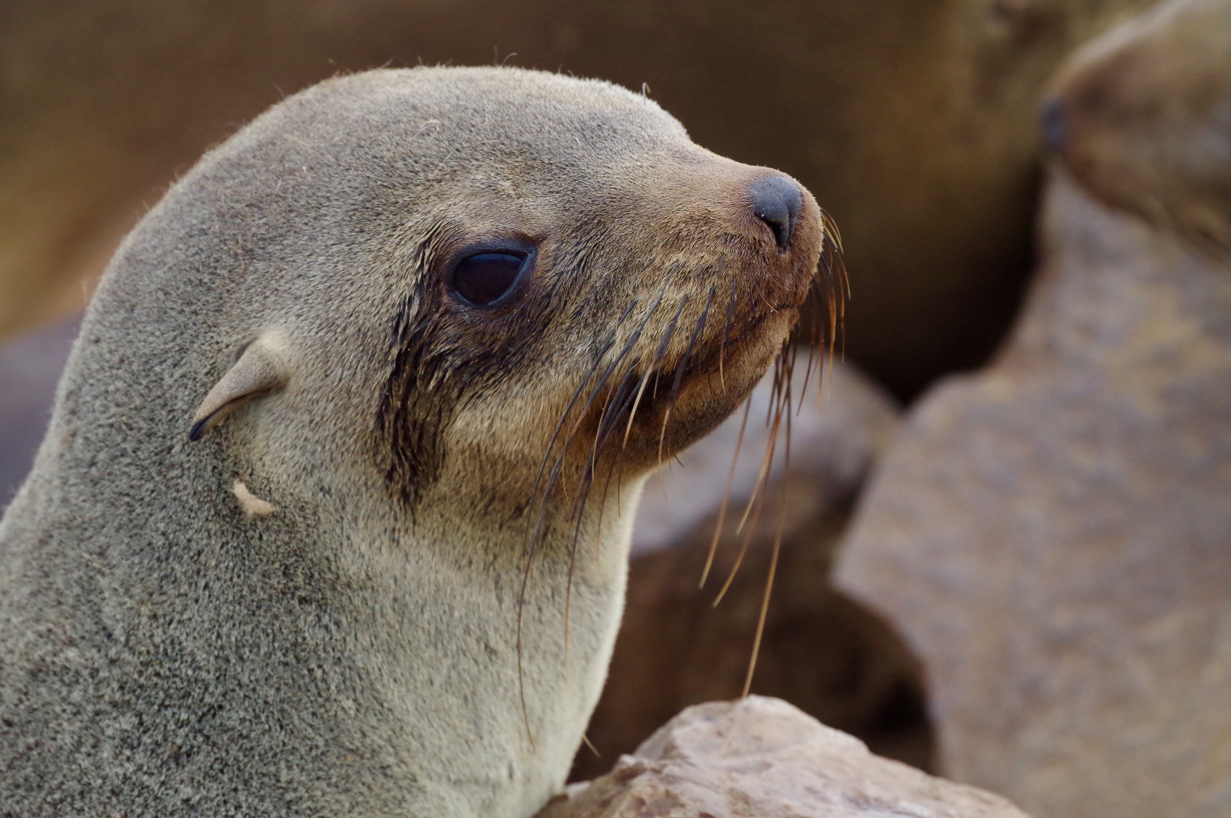 Young Mother True boundaries do not exist between the colonies. When at sea, they travel in small feeding groups. Brown fur seals begin to breed in the middle of October, when males haul out on shore to establish territories though display, vocal