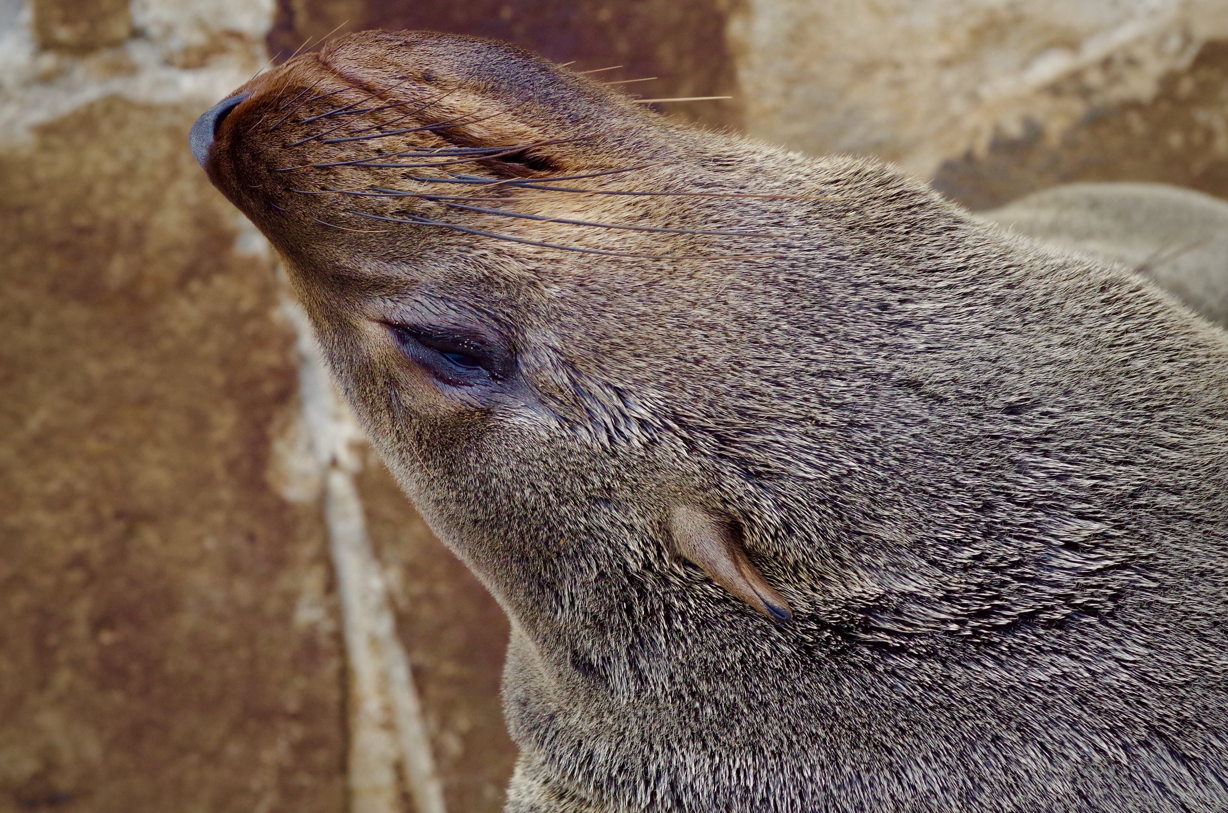 Neck Stretch A female fur seal stretches herself out on Namibia’s Skeleton Coast