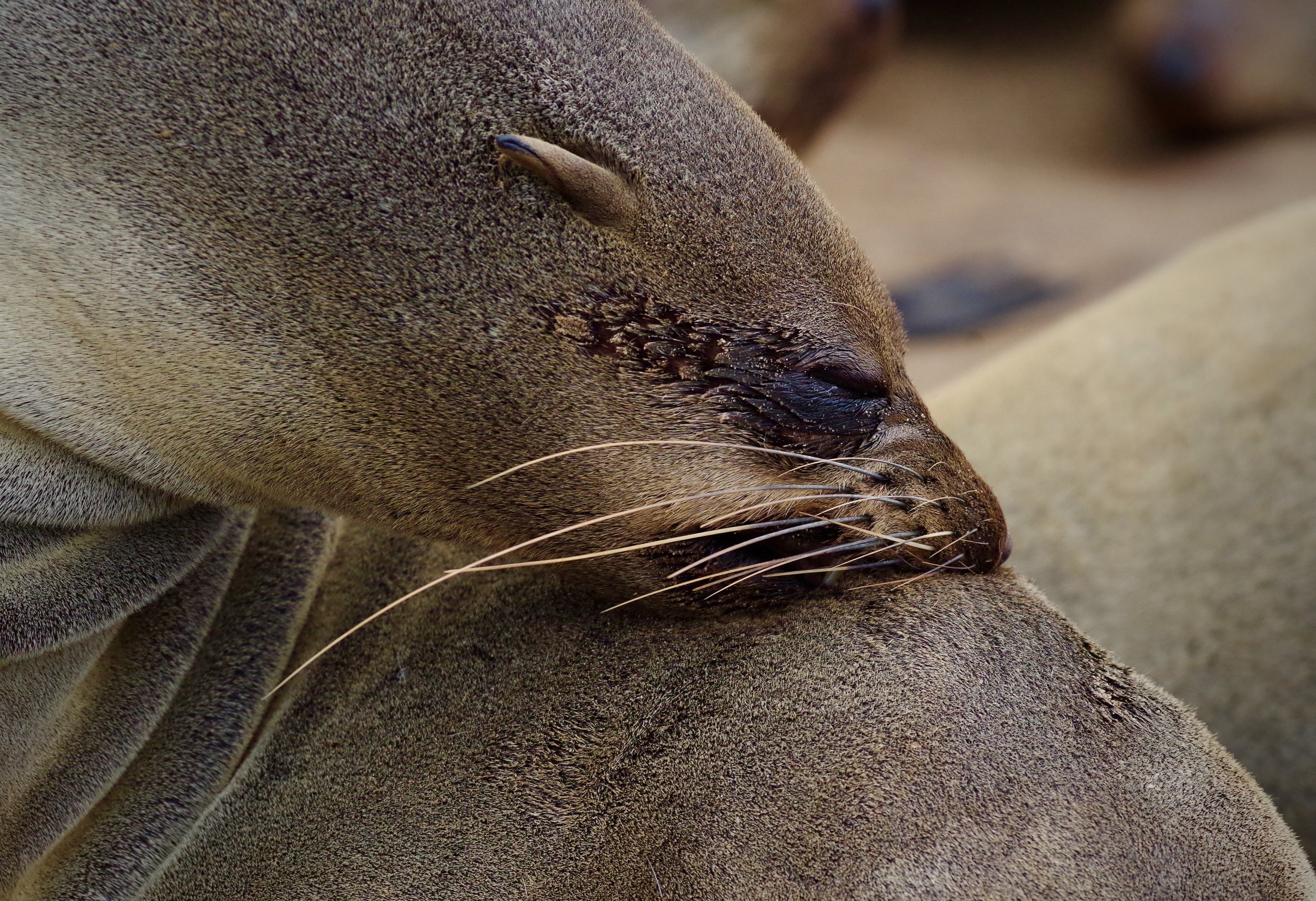 Scratch A fur seal scratches her glistening coat.