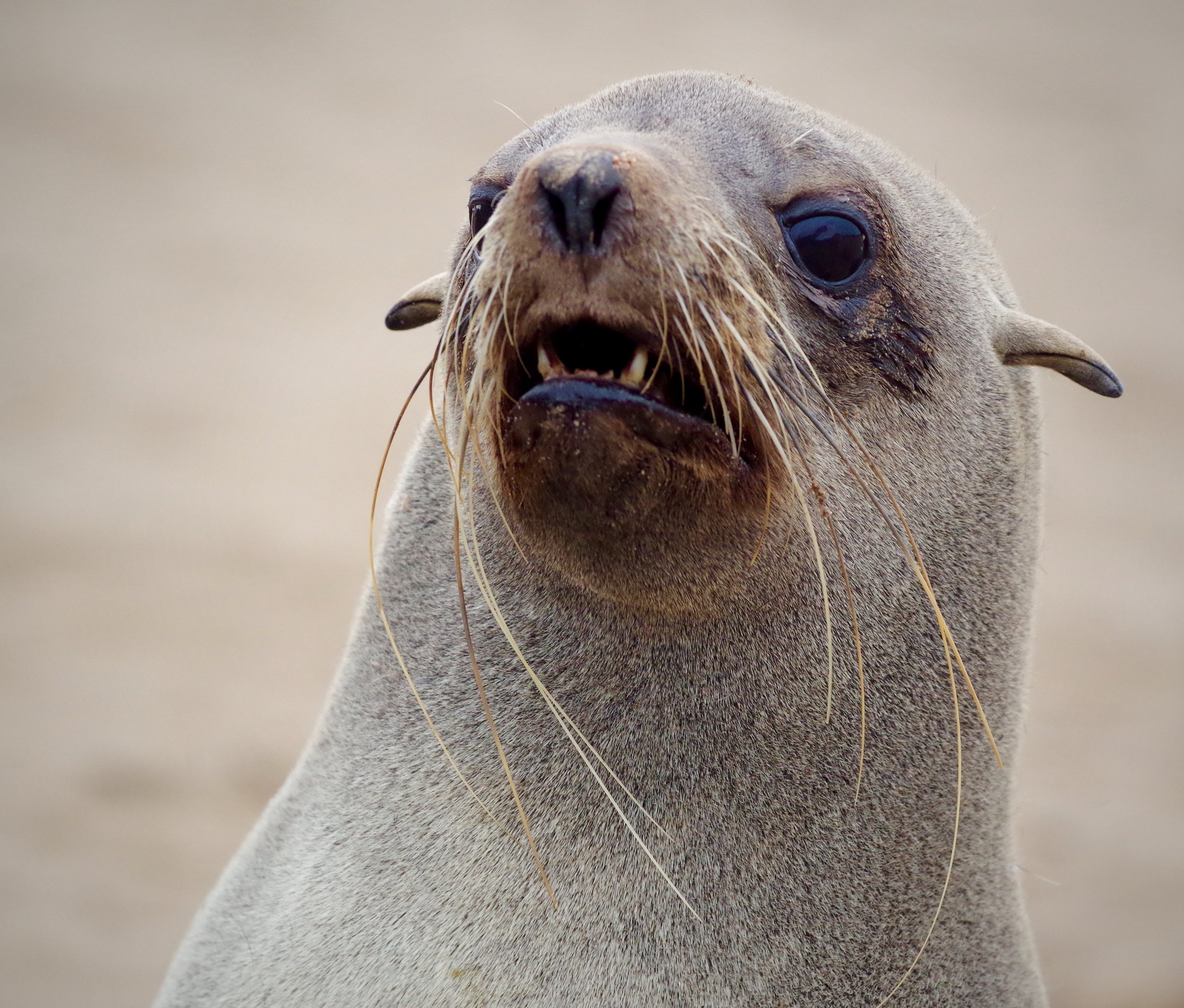 Long Whiskers A female fur seal’s whiskers trail in the cold sea spray of the Atlantic.