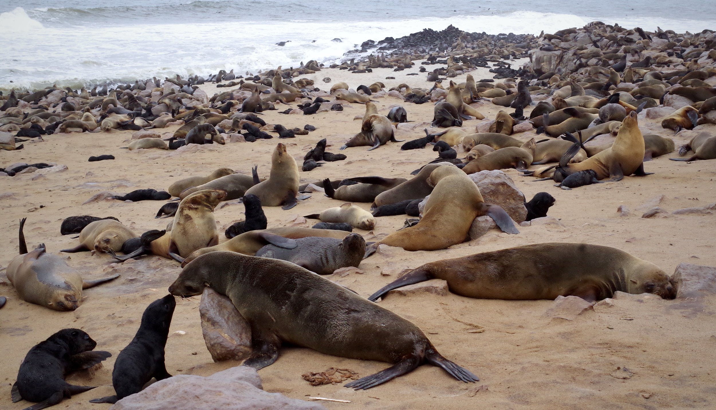 Family Life A mother seal and her pup touch noses in this large fur seal colony on Namibia’s Skeleton Coast.