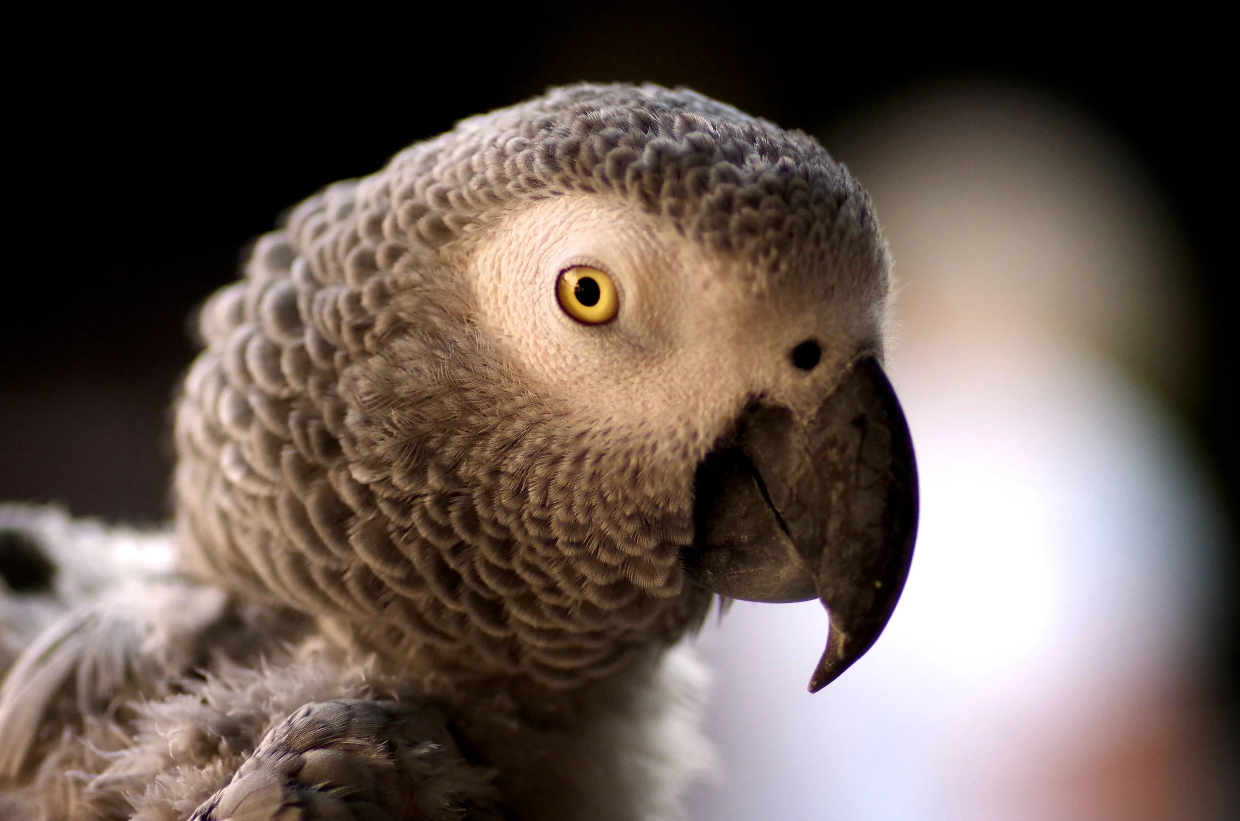 IMGP9240 - Version 2.jpg