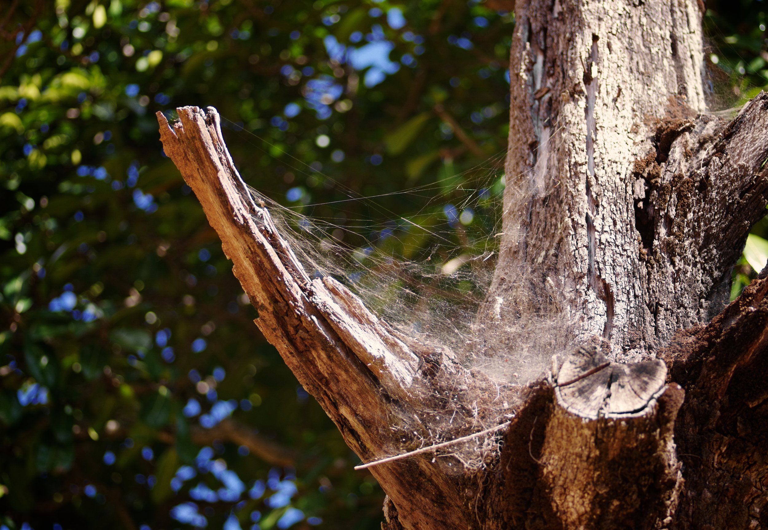 Old Tree Spiders are ubiquitous in Madagascar, and this dead tree was a haven for spider hatchlings.