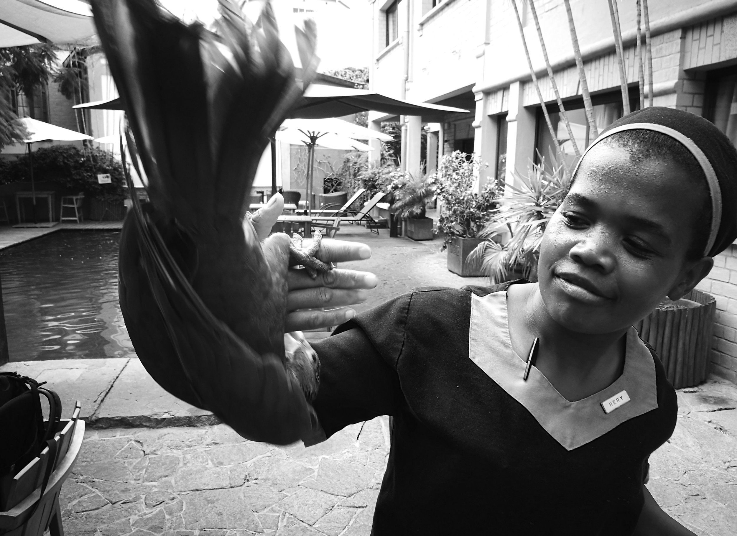 Imofana's Parrot One of the hotel maids, Imofana plays with a friendly African Grey parrot.