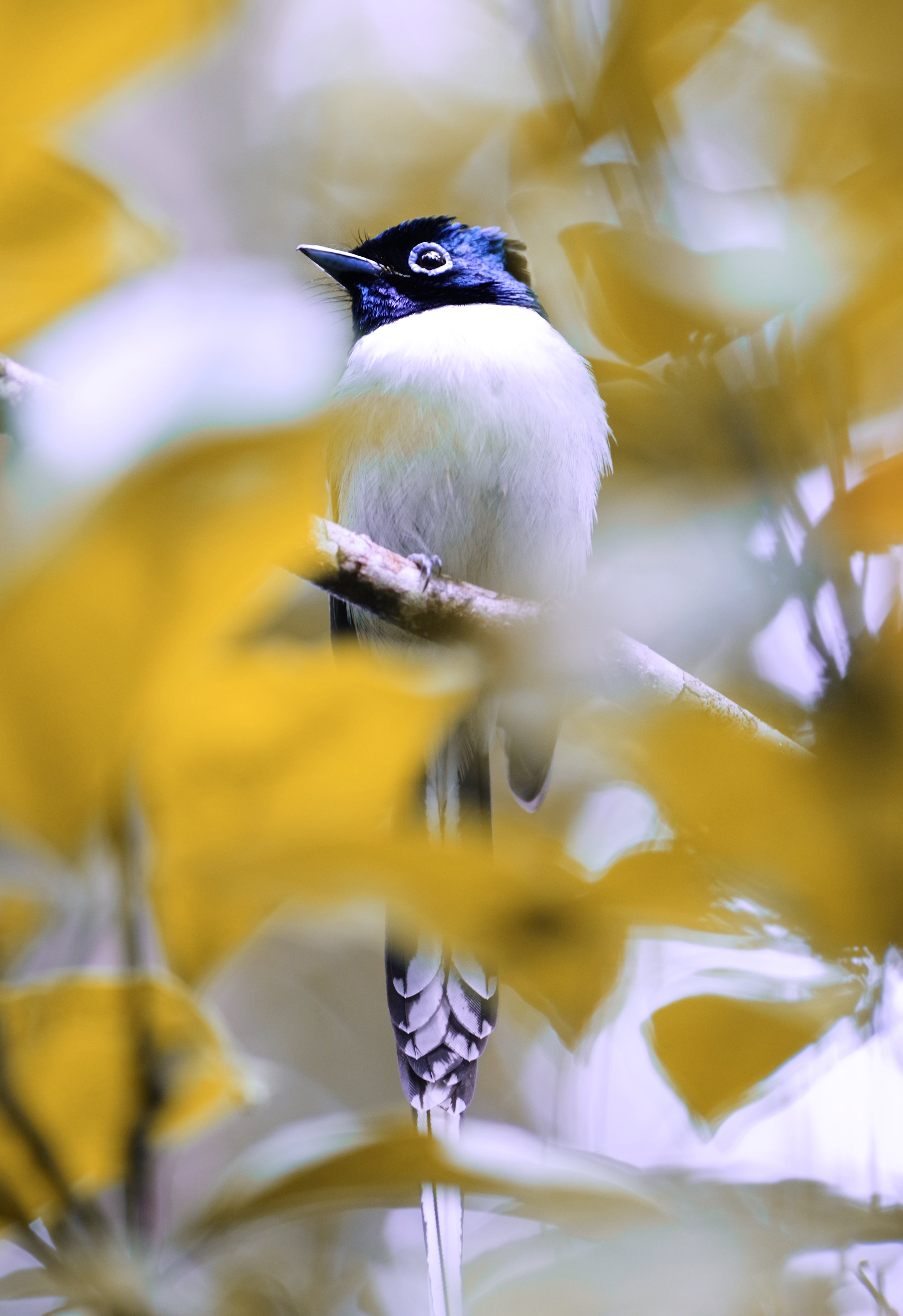 Magpie Robin A brilliant head of blue plumage boosts his chances of attracting a mate.