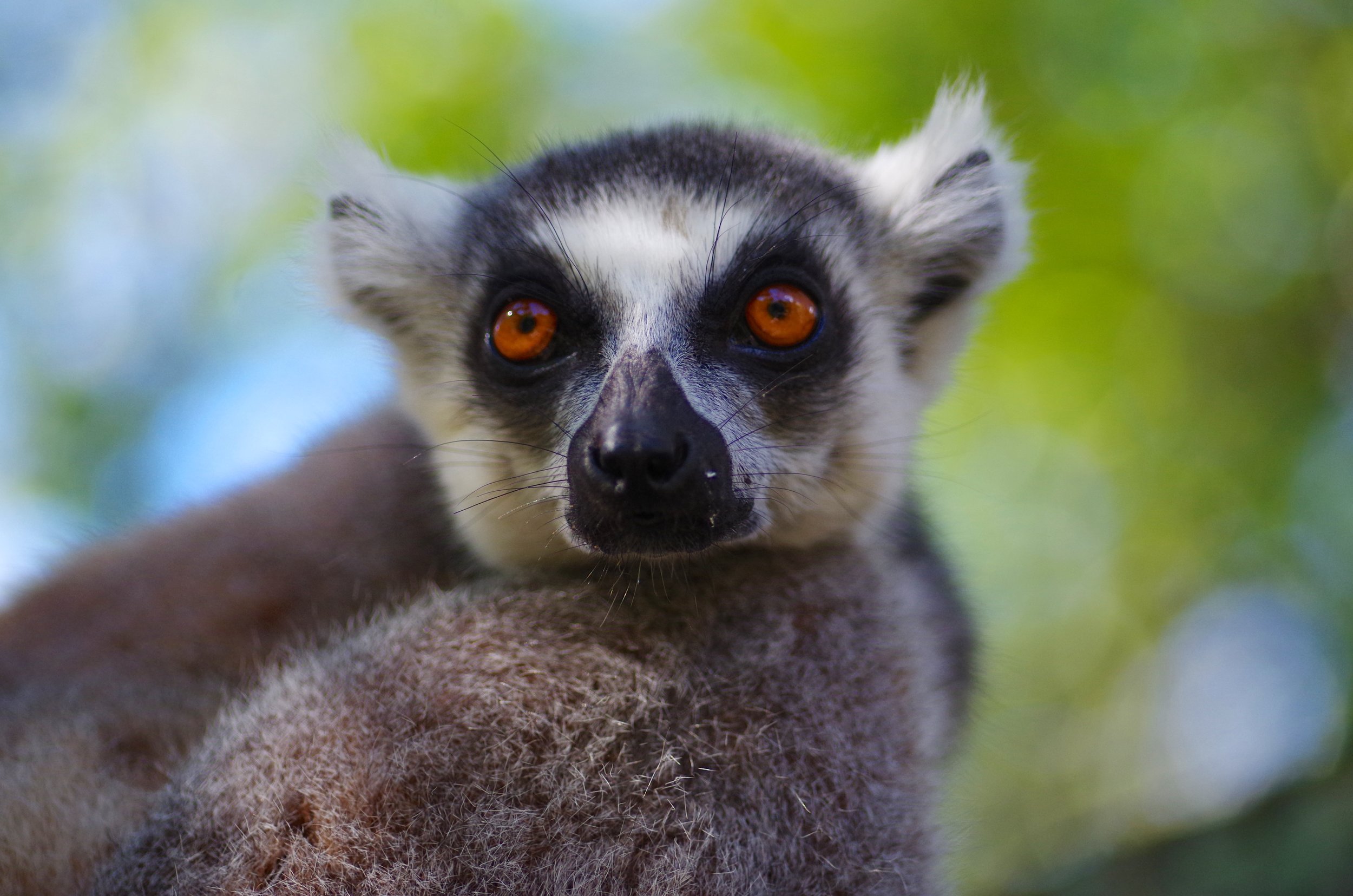 Ring Tailed Lemur The most sociable of all lemur species. We saw groups huddled together in the cool shade of steep clay slopes. 