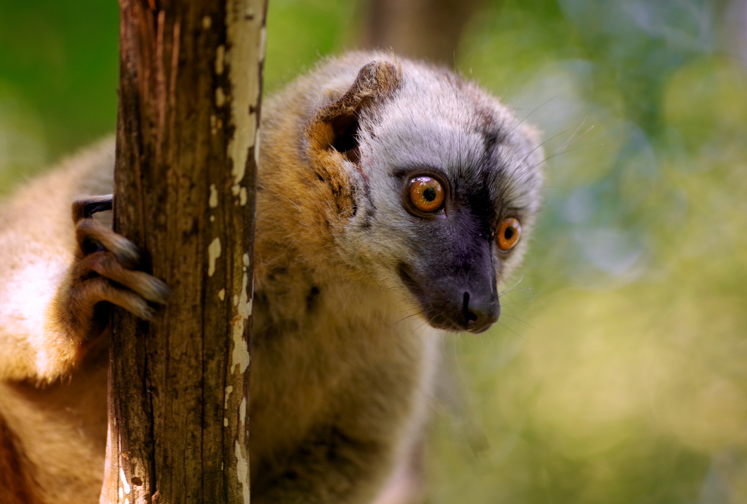 Up in the Canopy A white-faced Brown Lemur surveys his group's territory before leaping onto the next trunk. Browns are some of the most agile lemur species in Madagascar, and the most daring when it comes to stealing food. Those eyes are always on the lookout for opportunity. 
