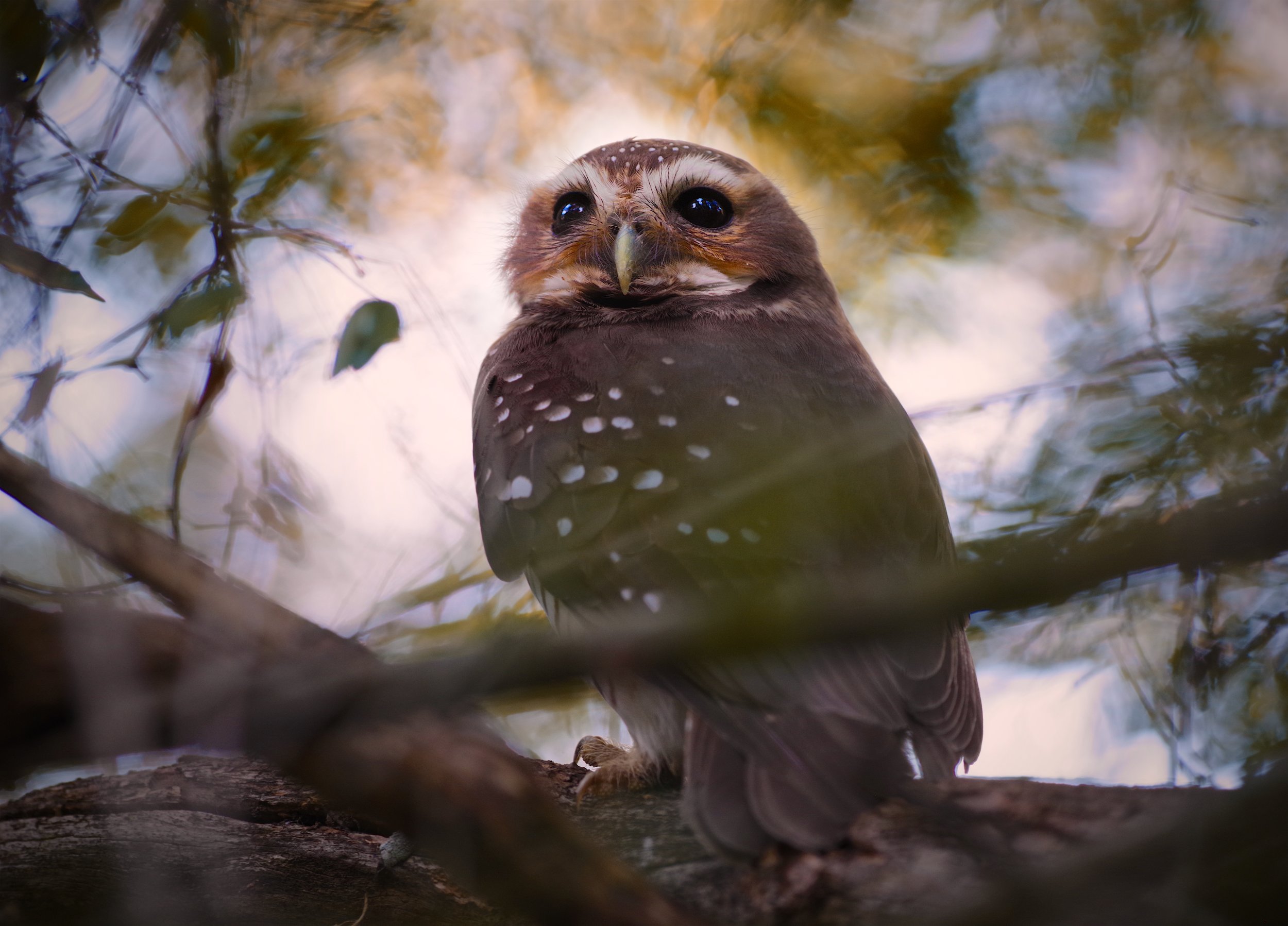White Browed Owl A rare inhabitant of thorny woodland, his white eyebrows give him a particularly distinguished appearance.