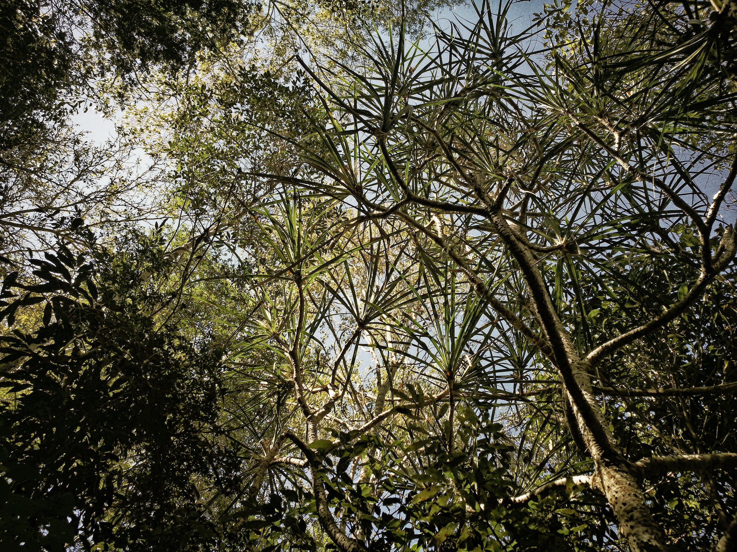 Reaching for the Sky A multitude of endemic plants vie for the sun's rays, the forest canopy creating an important ecosystem in its own right.