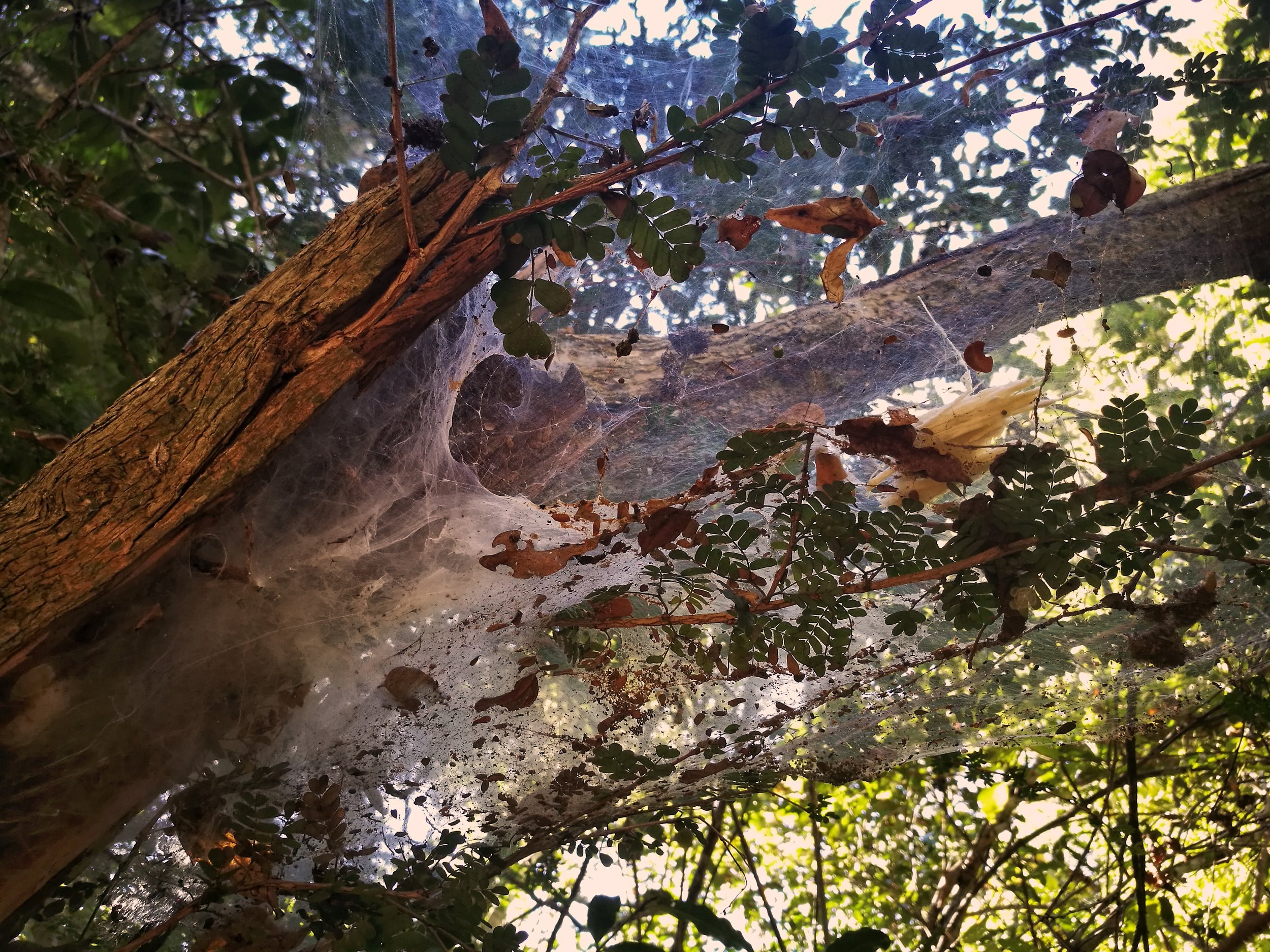 Spider's Nest Wisps of spider web catch leaves and dim out the forest light. Spiders are to be found everywhere in Madagascar, everywhere but the tourist brochures.