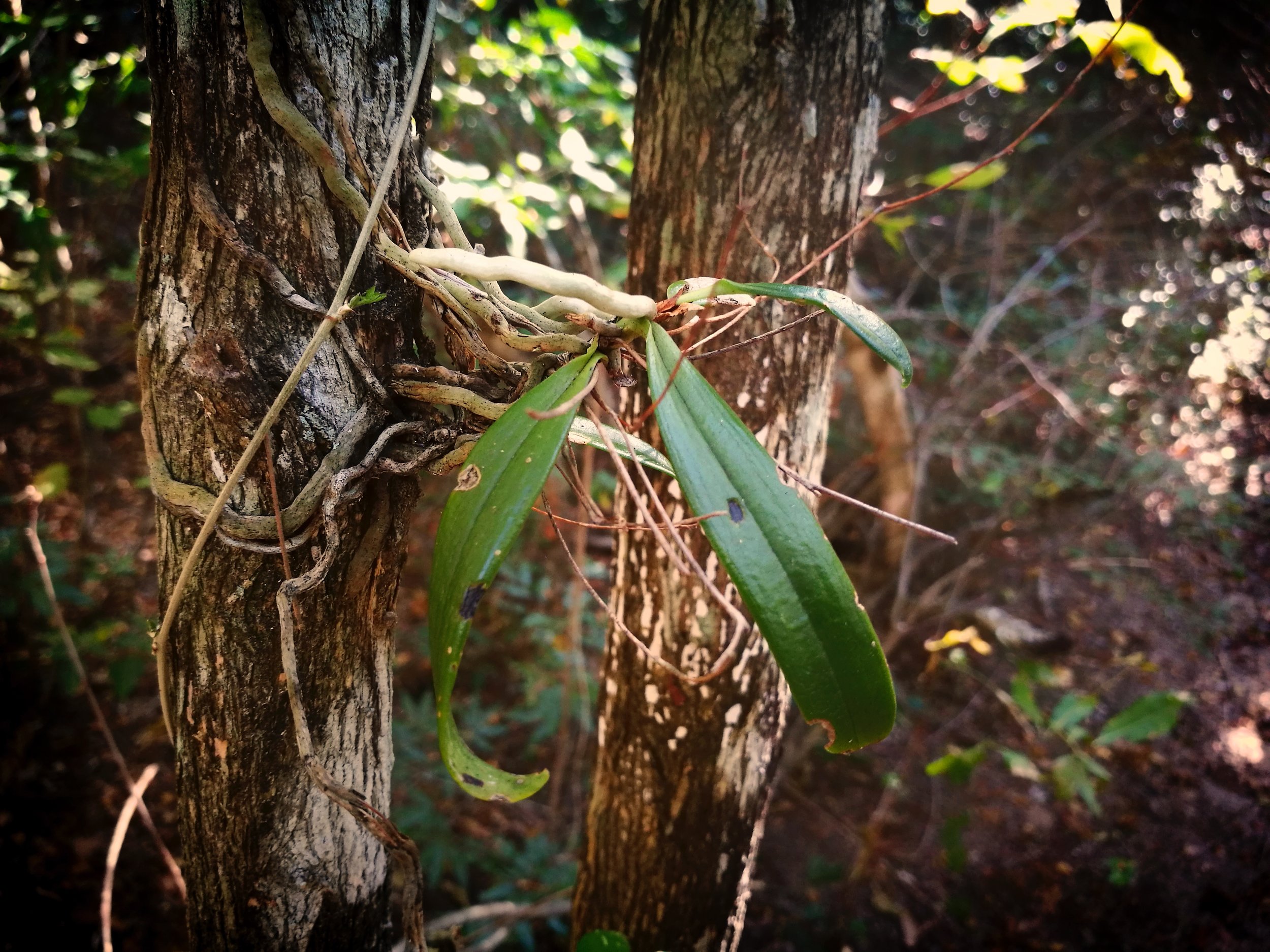 Young Strangler Fig Starting off as an innocent cutting and an attractive creeper, the plant will grow into a menacing parasite that will choke enormous hardwoods to death.