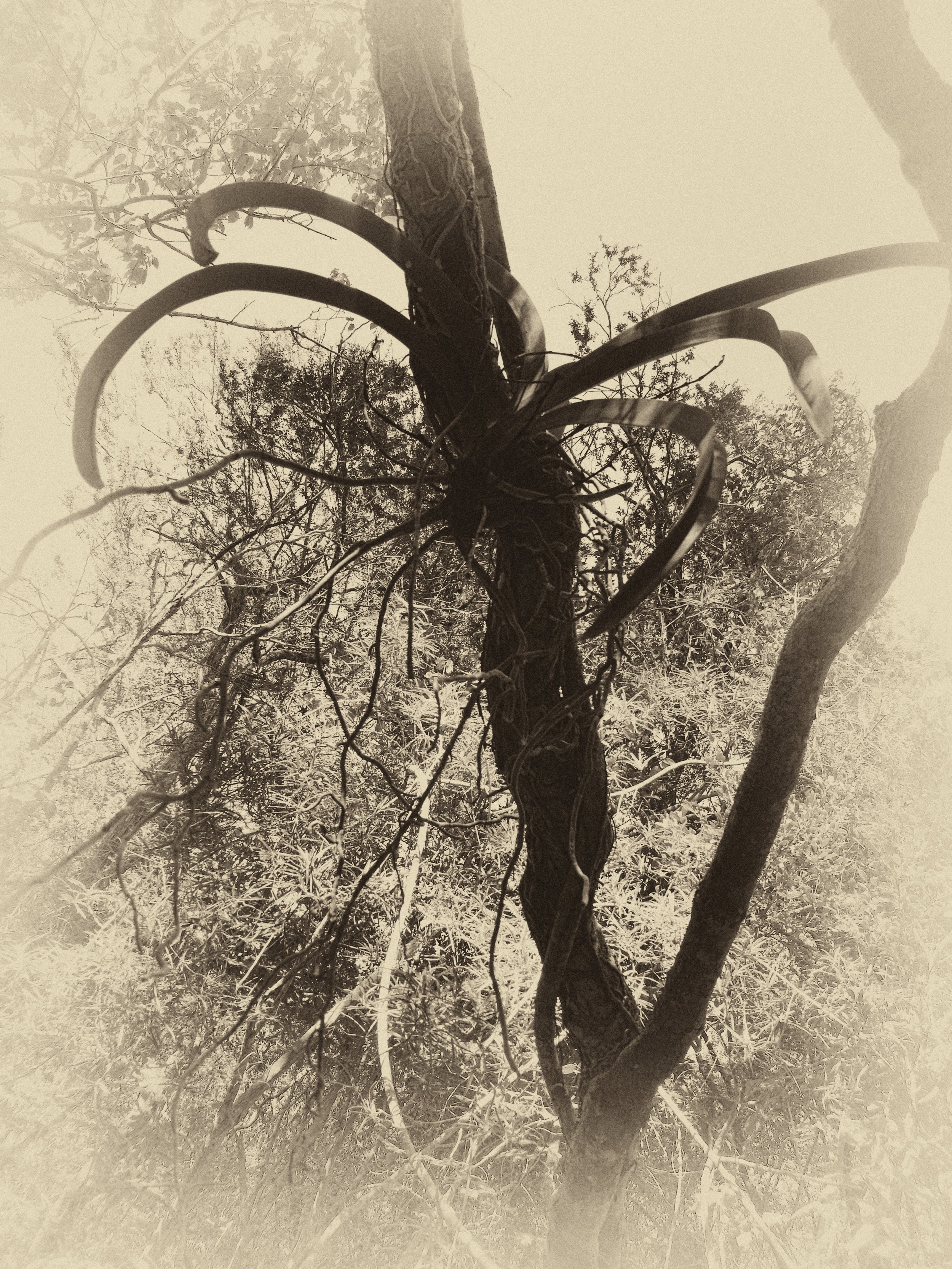 Notebook: Life in the Trees It is quite a surprise to find so much life at every store of the forest canopy. Here a strangler fig nestles within the clutches of a sturdy hardwood.
