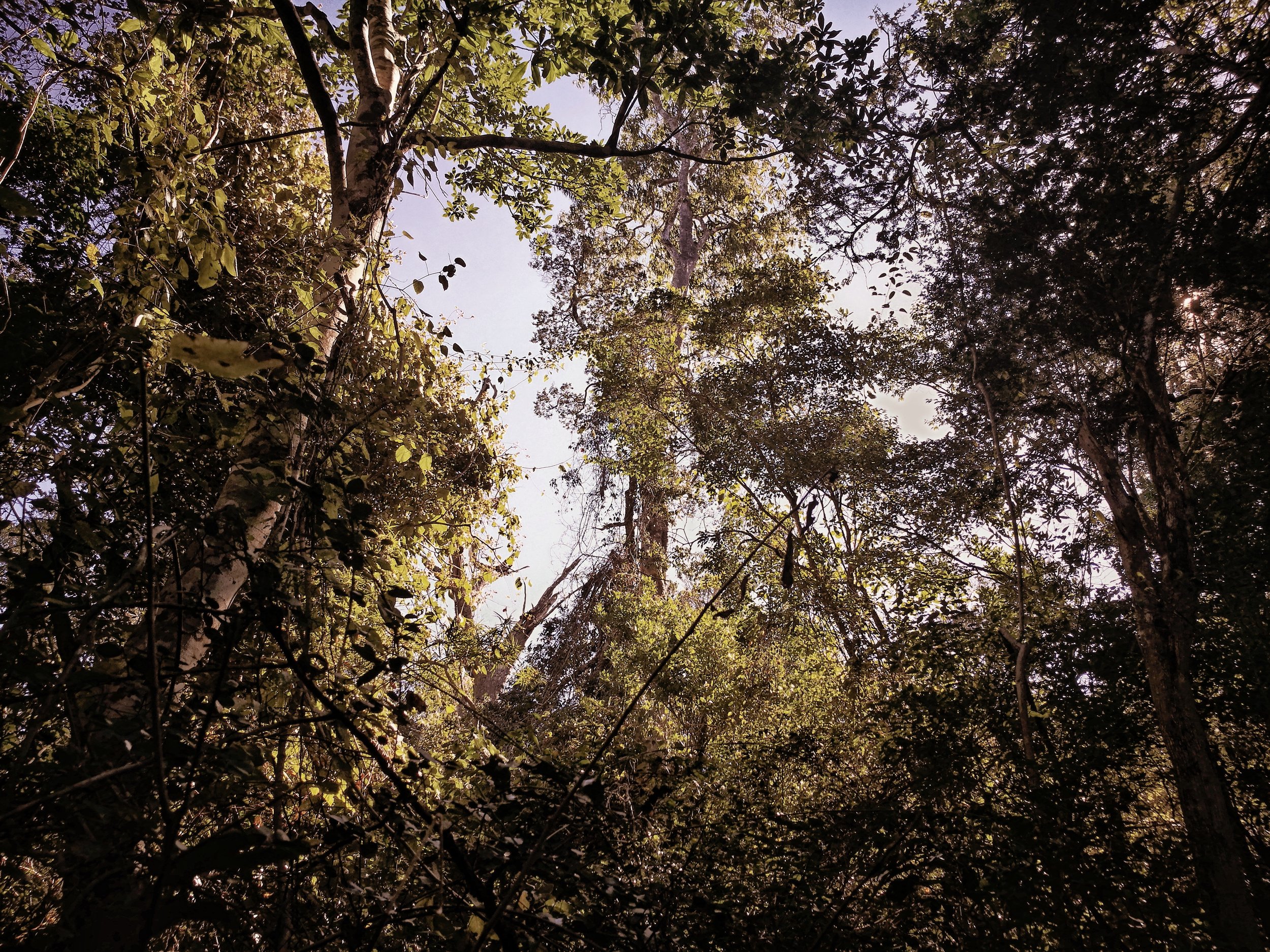 Hardwood Canopy The silence and beauty of a gently swaying forest canopy is momentarily interrupted by the wailing and tree rustling of a lemur group.