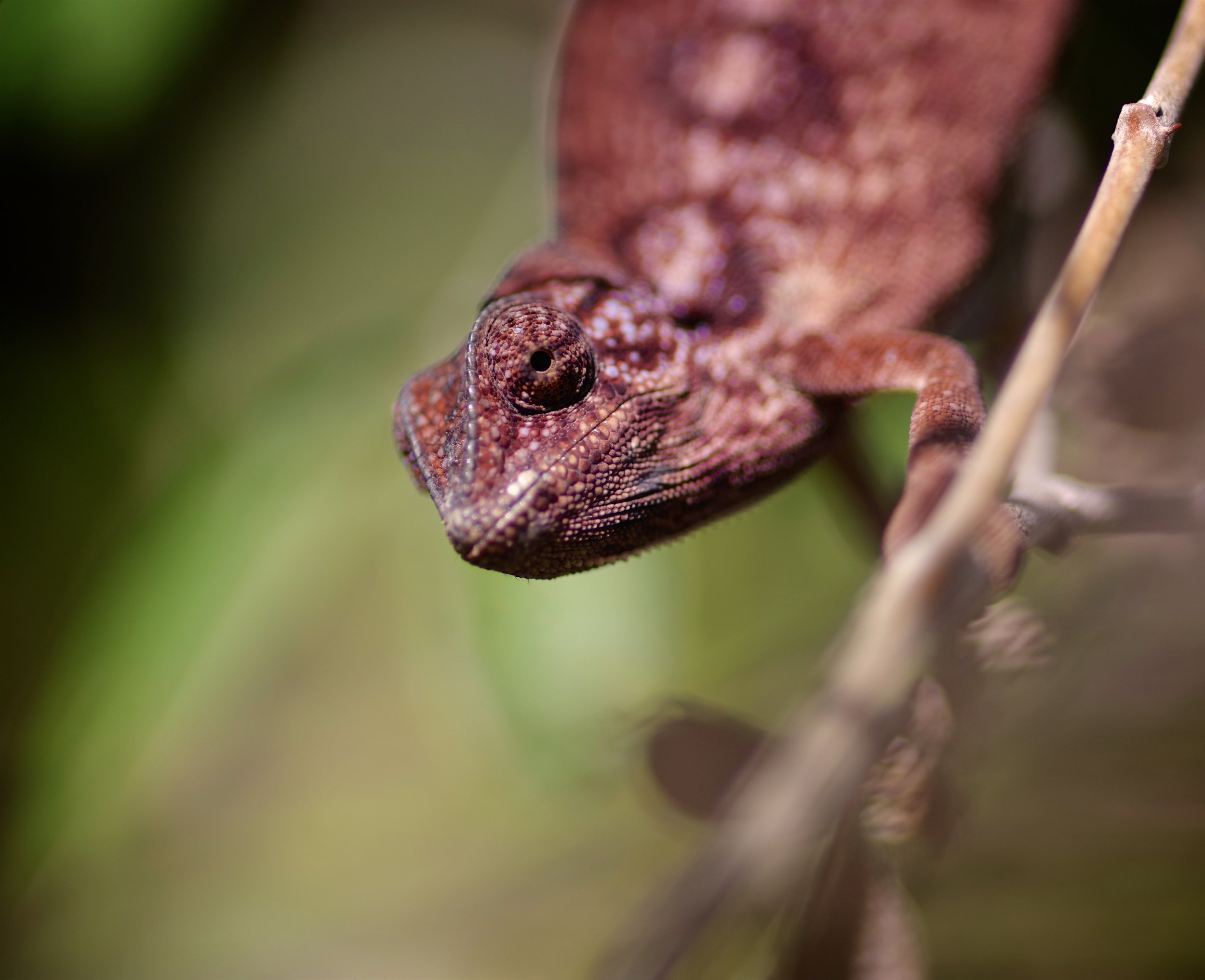 Red Carpet Chameleon This modest, rather drab female of the Carpet species poises on her branch before scurrying into the safety of a leafy undergrowth.