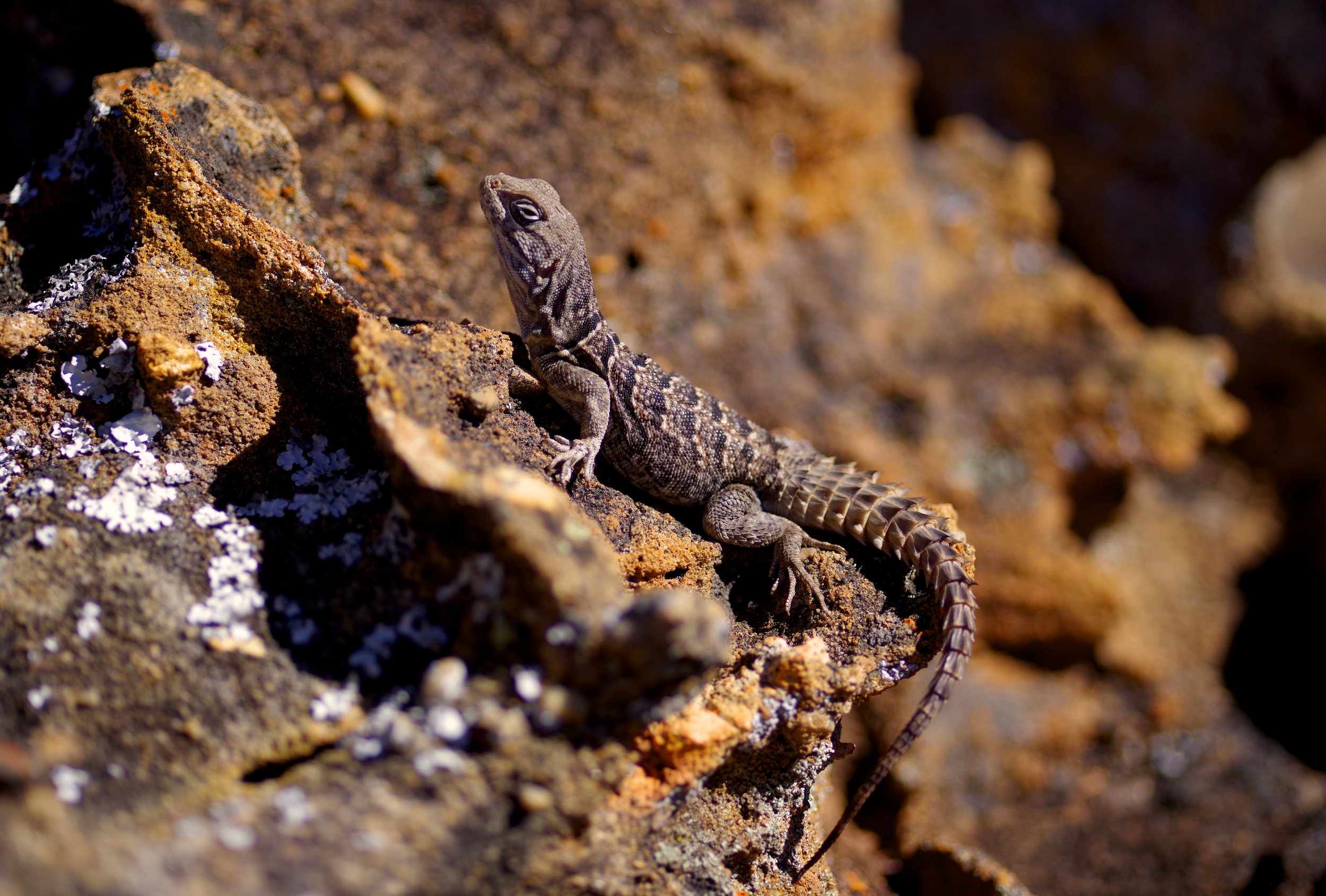 Spiny Tailed Rock Lizard Like all reptiles, this lizard basks in sunlight to warm its blood and build up energy. In a flash, he's back under a rock crevice.