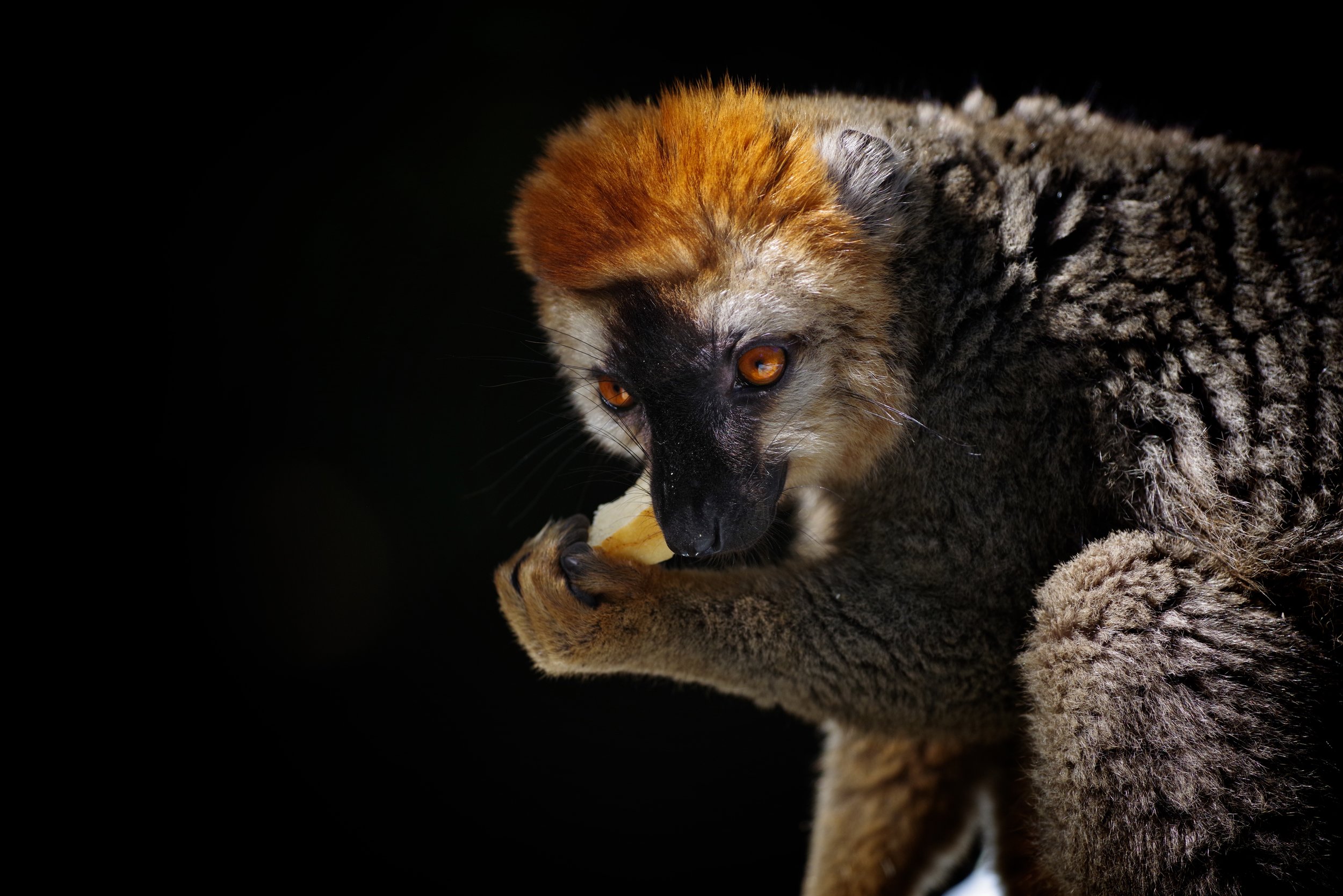 Lemurish Behaviour Careful grooming and cackling vocalization are just part of the complex social etiquette that brown lemurs must adhere to on a daily basis.