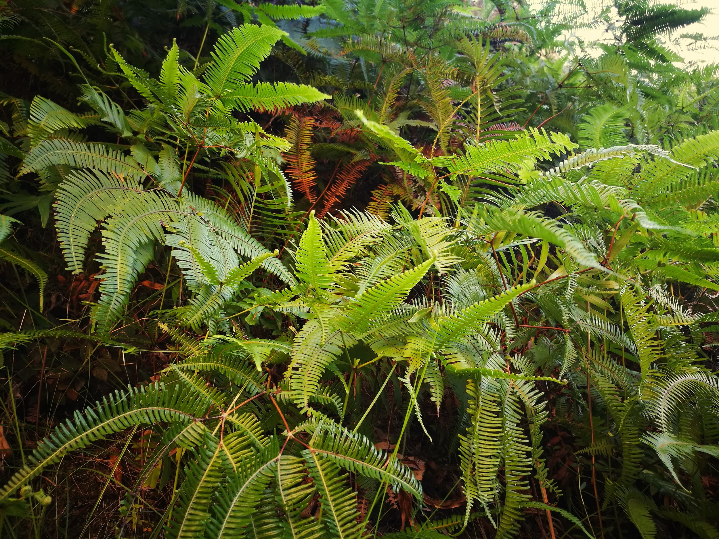 Leafy Environment Healthy ferns dripping with moisture carpet the valley floor around a spring in the middle of Isalo national park. As the leaves advance in age they crinkle and become rusty red in colour.