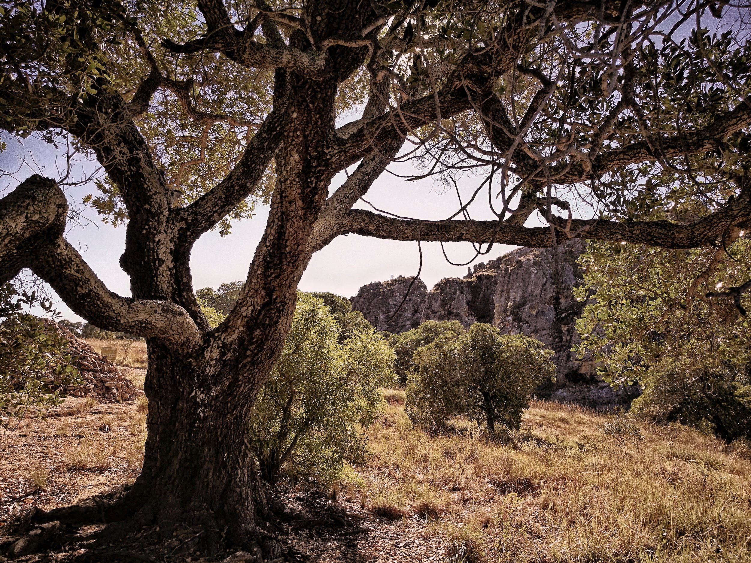 Acacia Hardy trees such as this acacia thrive in the thorny desert.