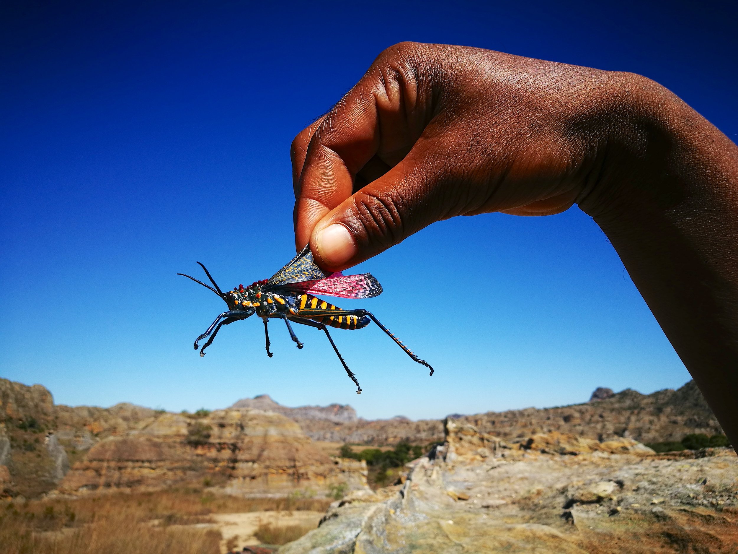 A Guide's Find Scouring the ground for animals and plants is all in a day's work for Davide. Here he delicately picks up a poisonous locust species by its wings.