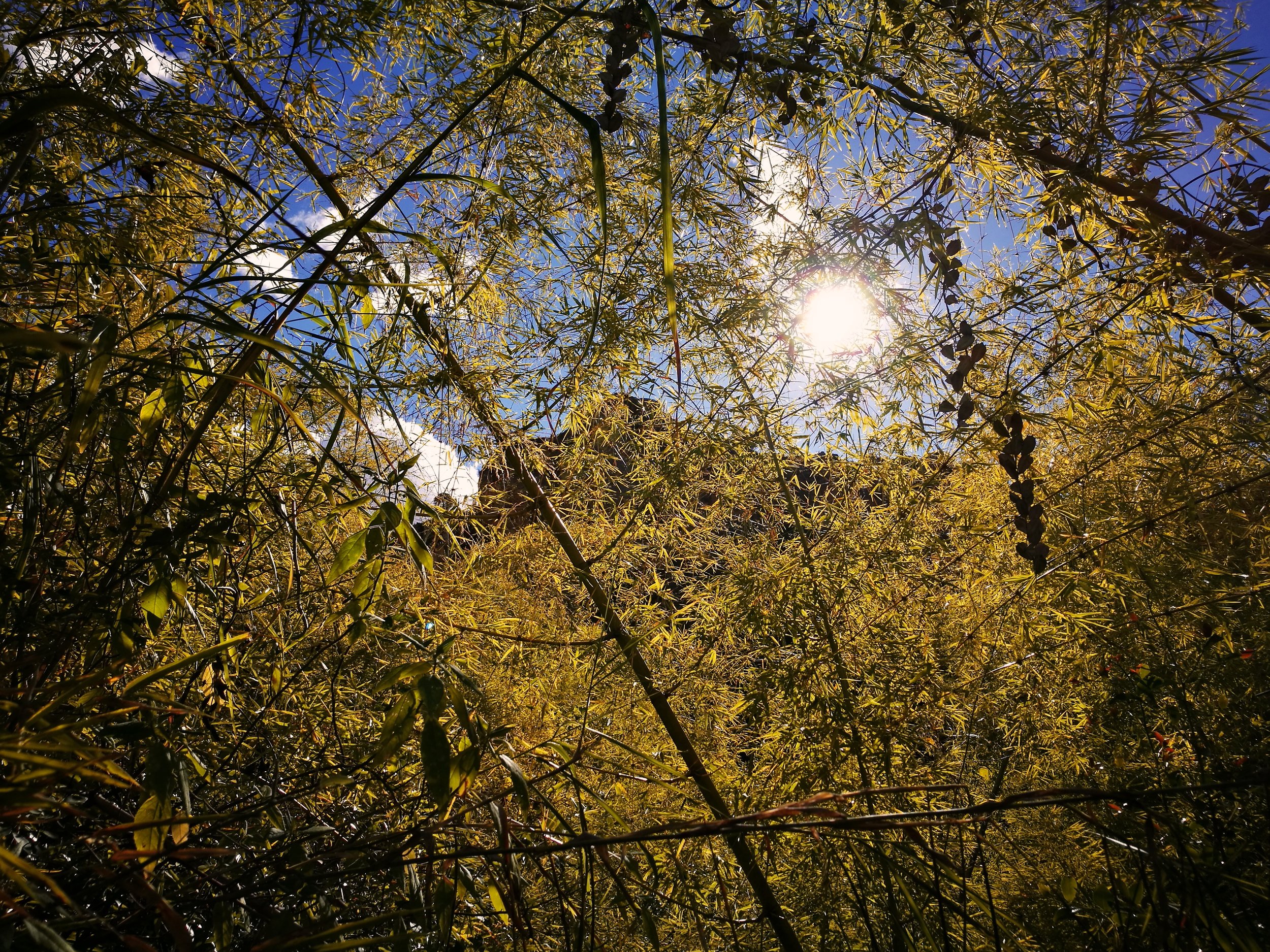 Bamboo Skyline Shoots of young bamboo topple over one another in their struggle for sunlight. The delicate leaves glow in the mid-day sun.
