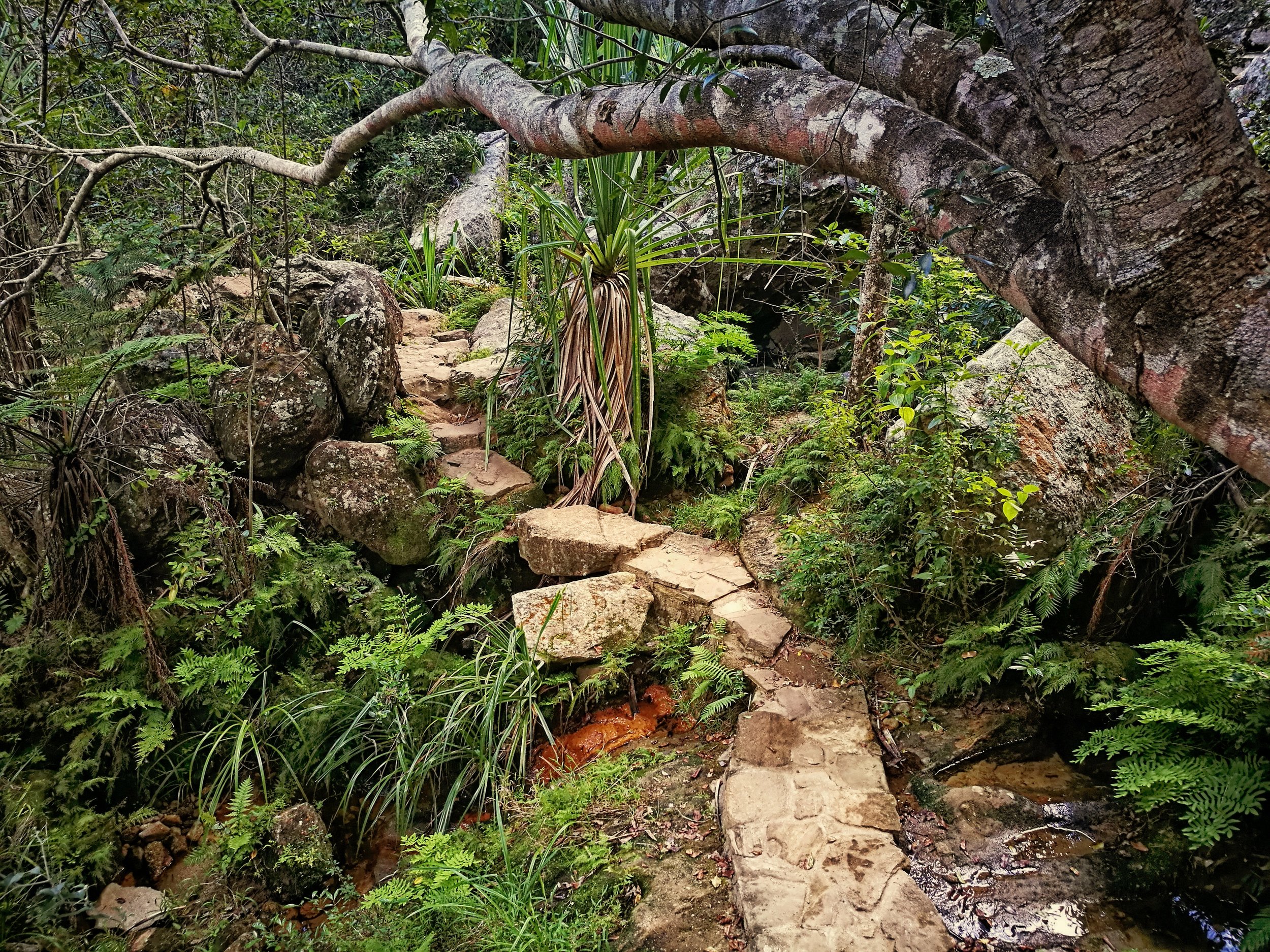 Hidden Paths A loose assemblage of stones led across a valley stream in the lush valley of Isalo national reserve.