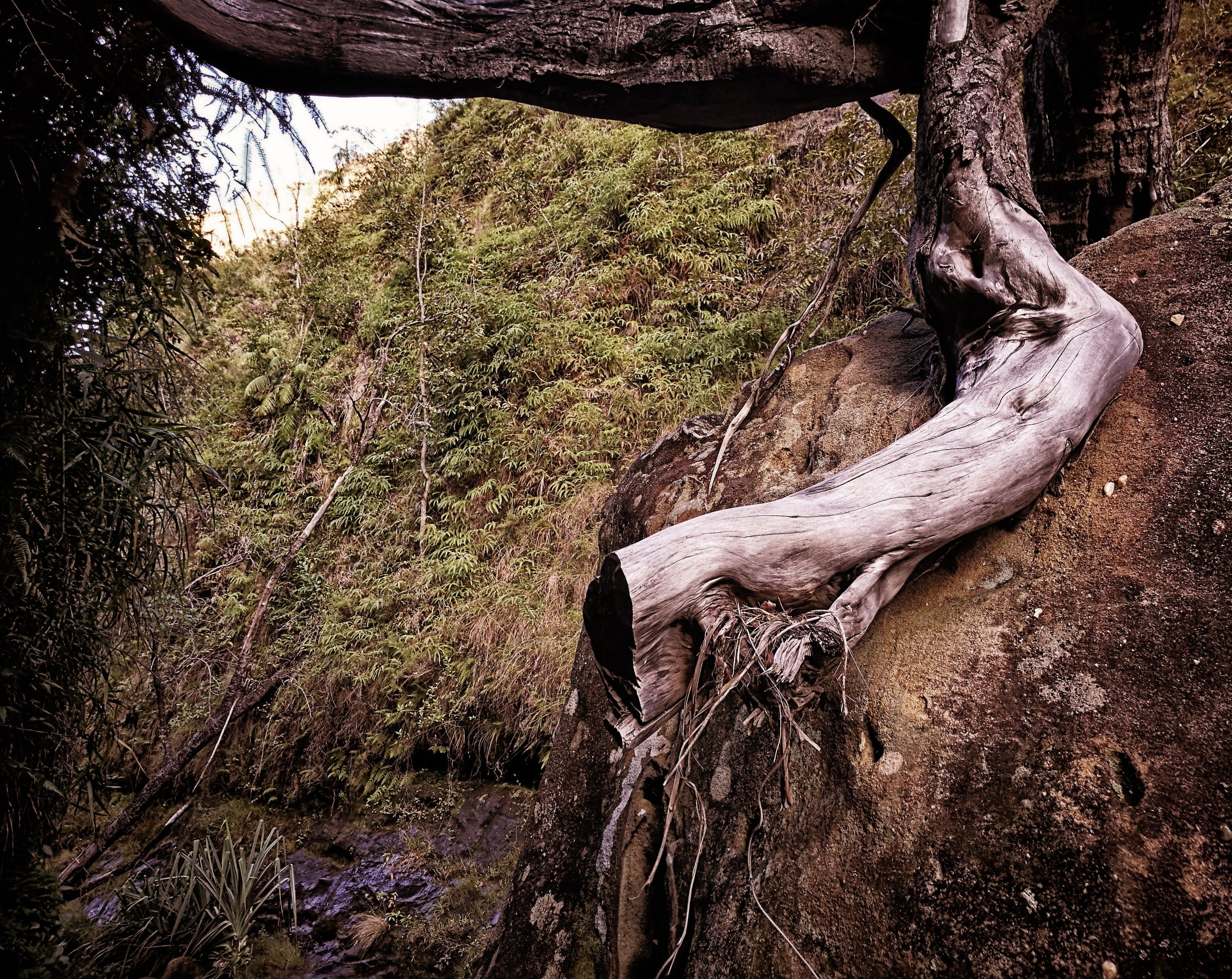Logging Remains Logs of wood bleached by the sun are strewn over mossy rocks.