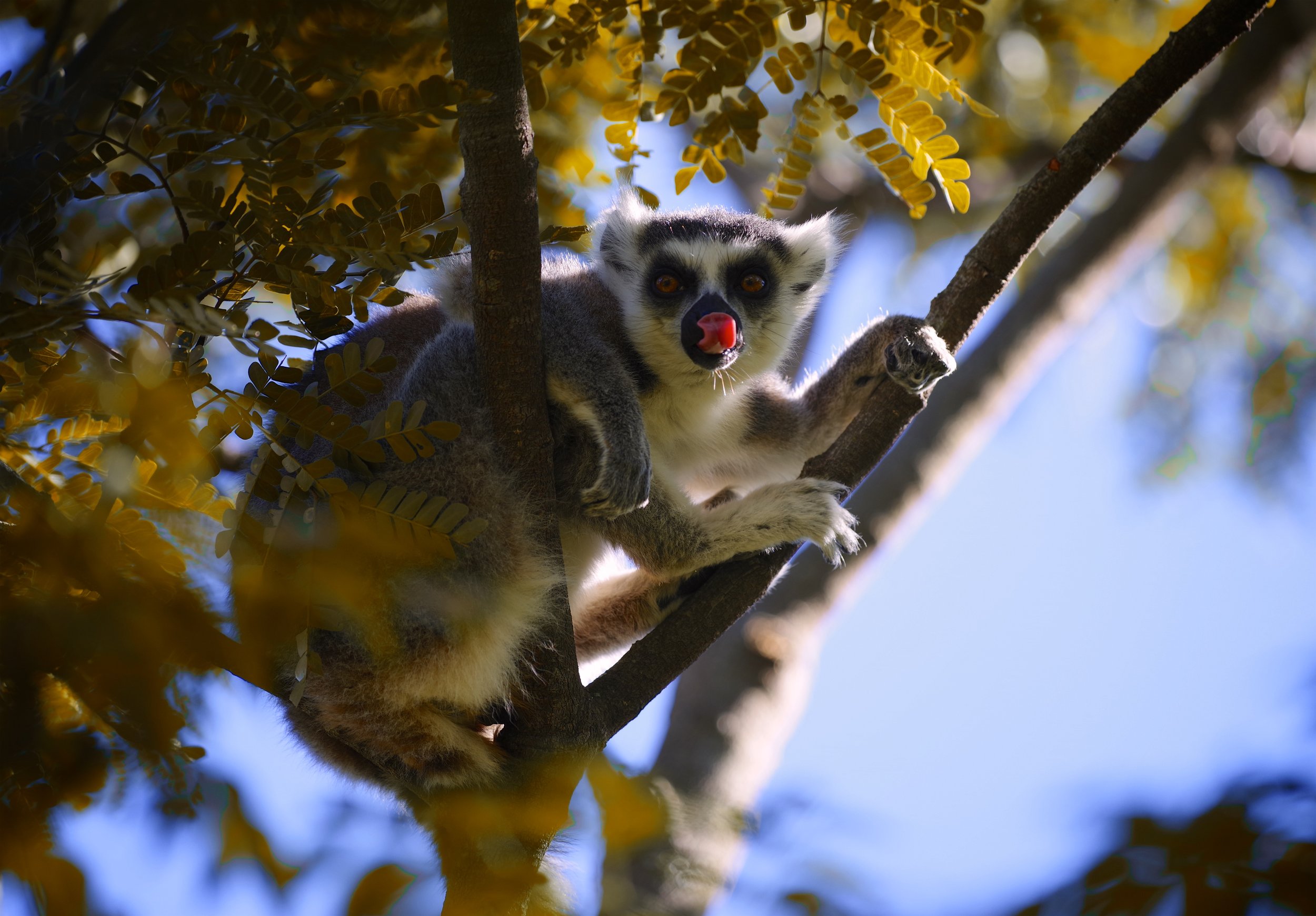 Rude Lemur A ring-tailed lemur licks the end of his nose with a bright pink tongue.