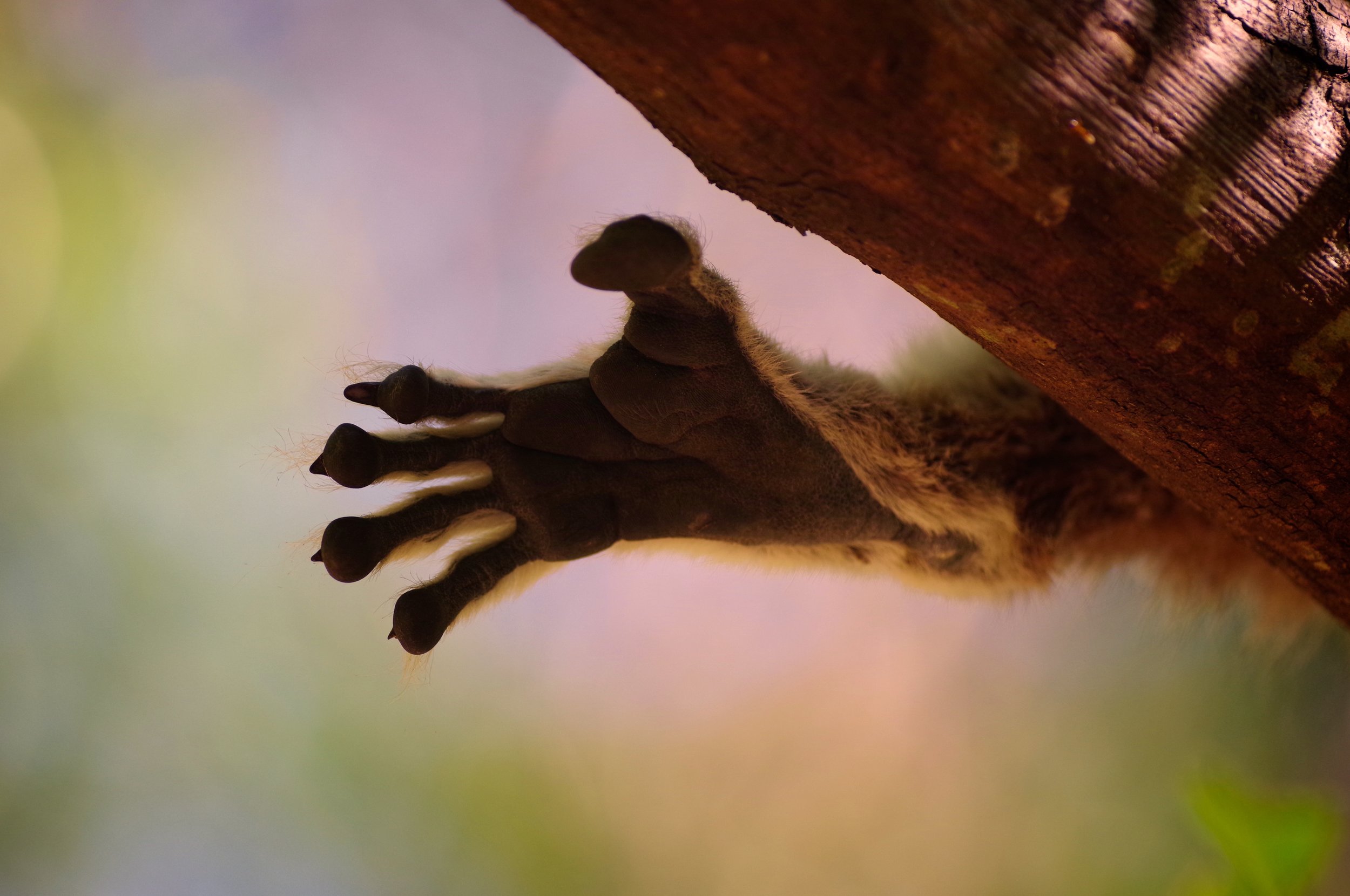 Lemur in the Sky with Diamonds A wonderfully padded ring-tailed lemur's foot dangles from a branch.