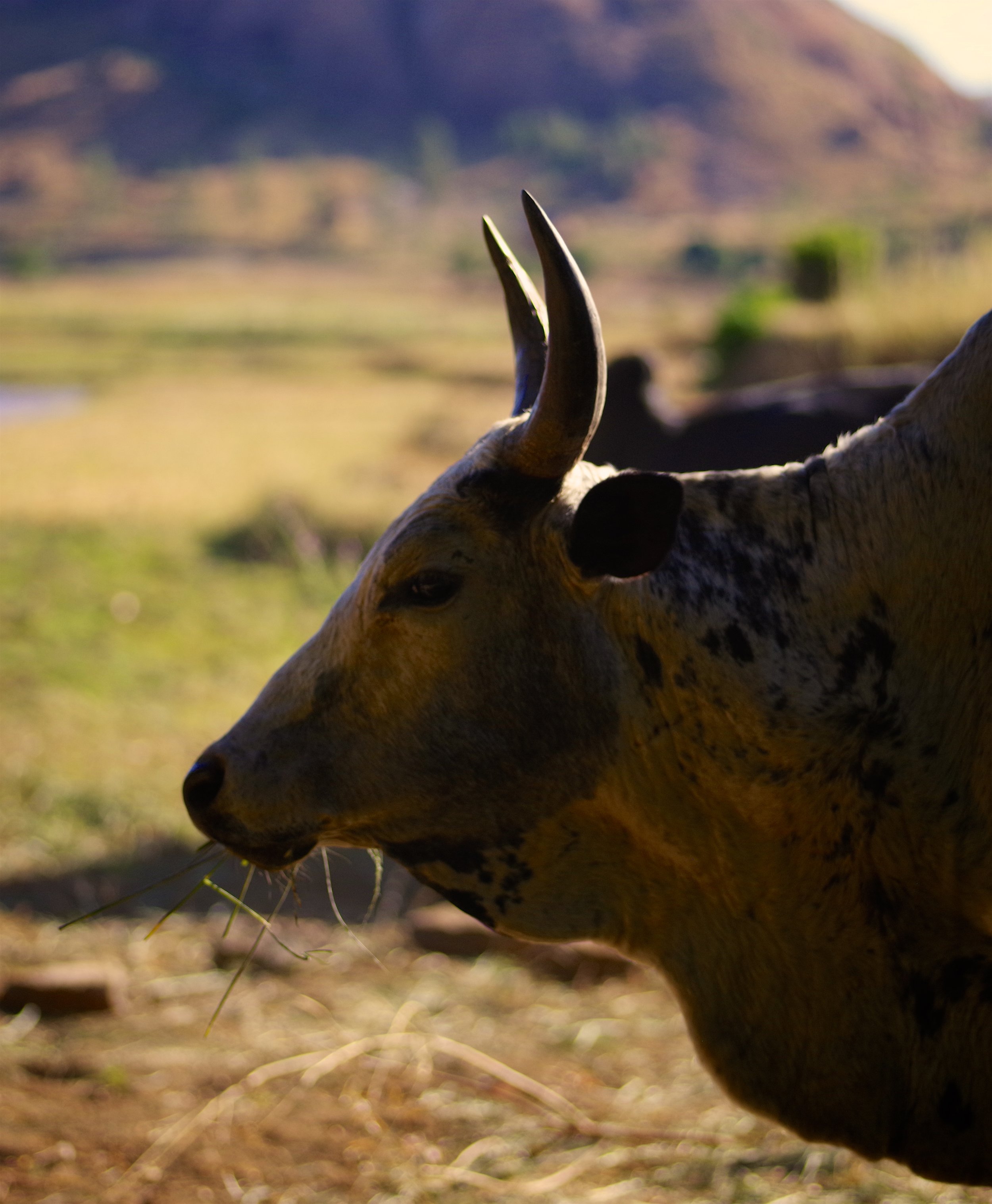 Zebu Profile The main cattle breed for central Madagascar, the number of zebu reflects a family's wealth. They are hardy animals with a very docile temperament. 