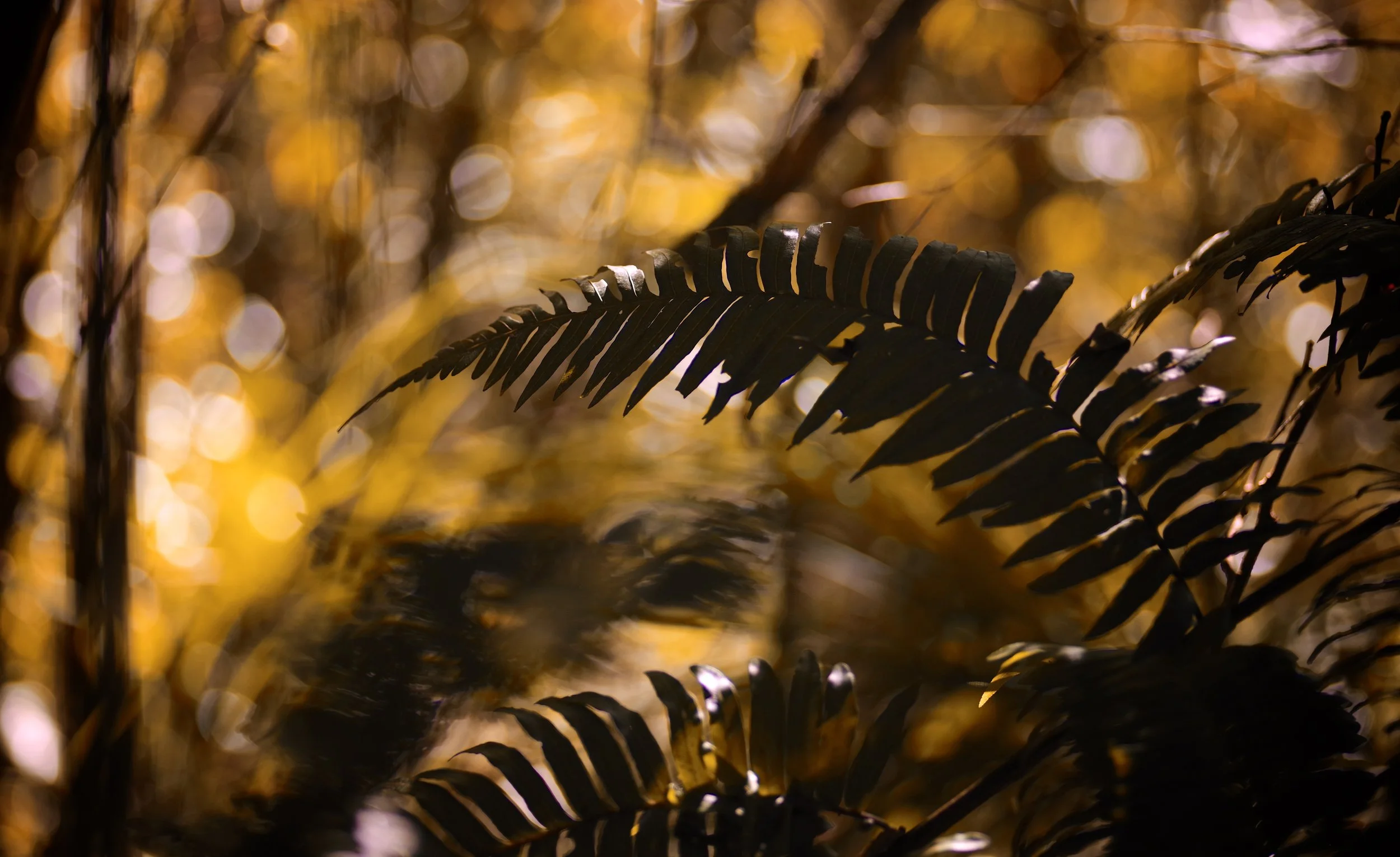 Forest Shade Bracken and ferns thrive on the moist forest floor.