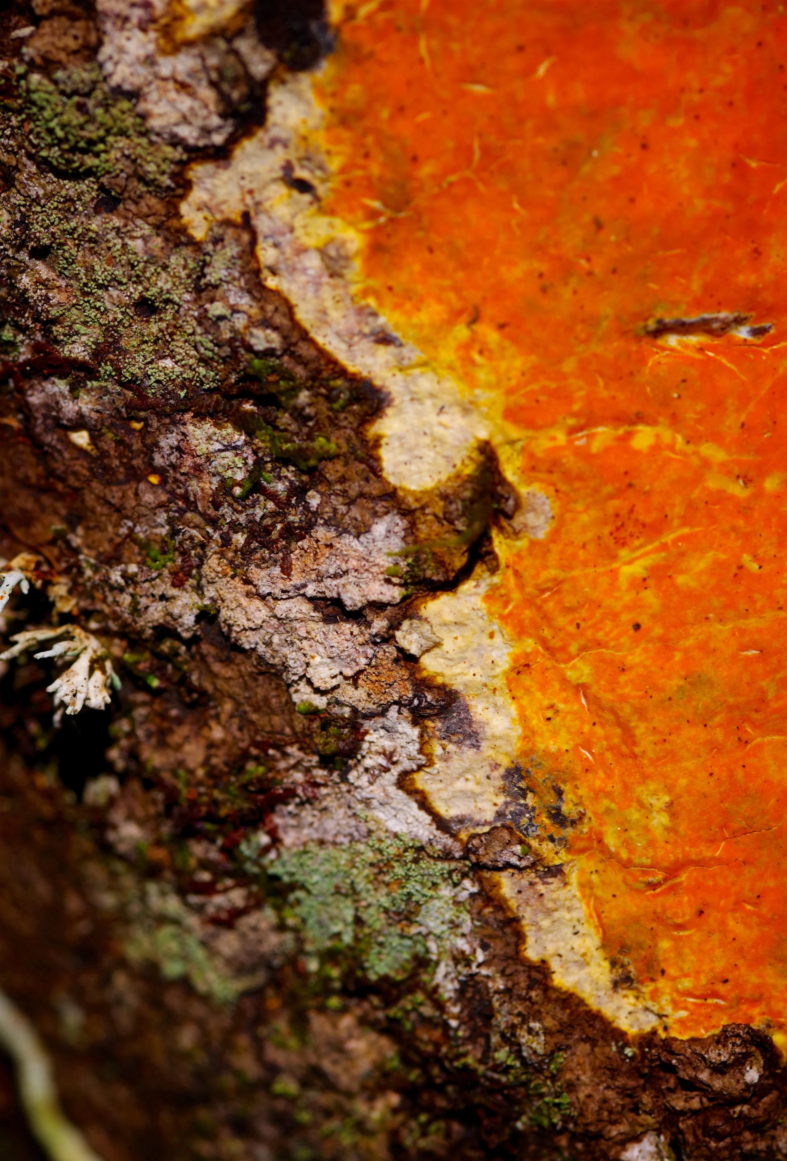 Blaze of Lichen The fiery colour of this lichen stems from the acidic bark on which it grows.