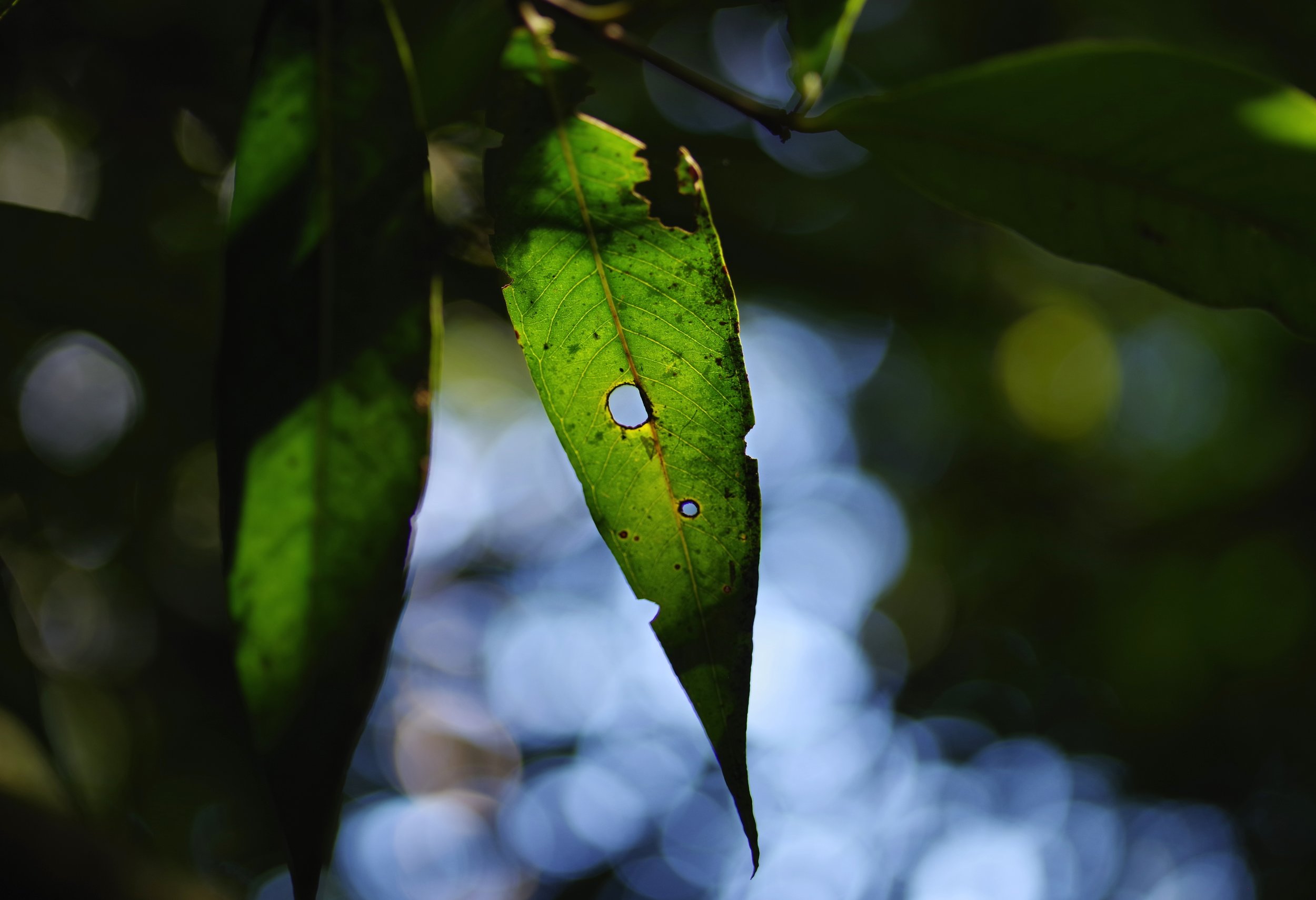 Leaves in Focus Light floods the forest floor through gaps in the canopy foliage.