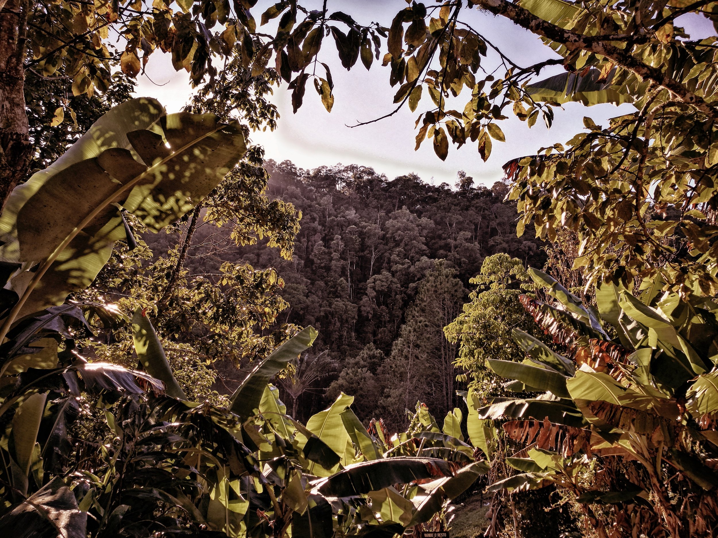 Rusty Rainforests Leaves glisten in the morning light. A clearing in the trees allows the magpie robin's song to filter onto our jungle trail from the cloud-covered shadows beneath. 