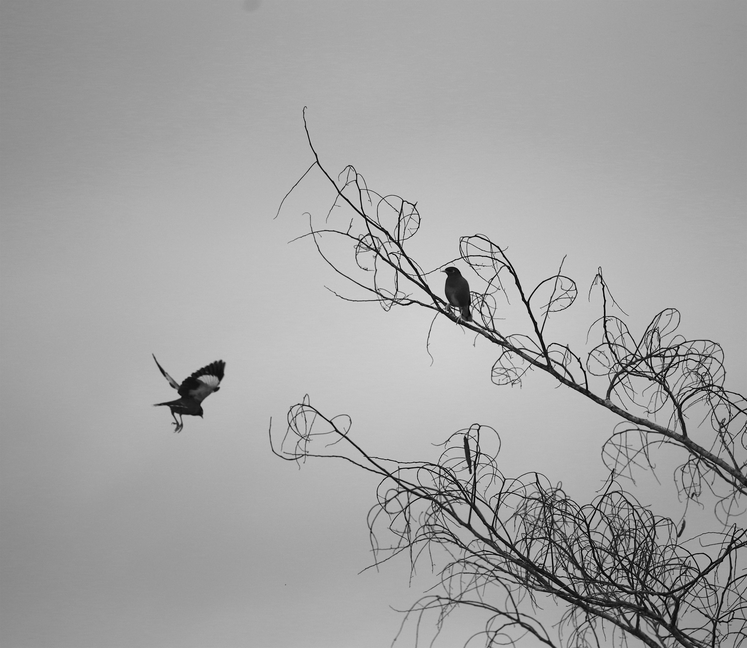 Come Home Soon A pair of starlings roost on the upper reaches of a bare tree in Ambositra Rainforest.
