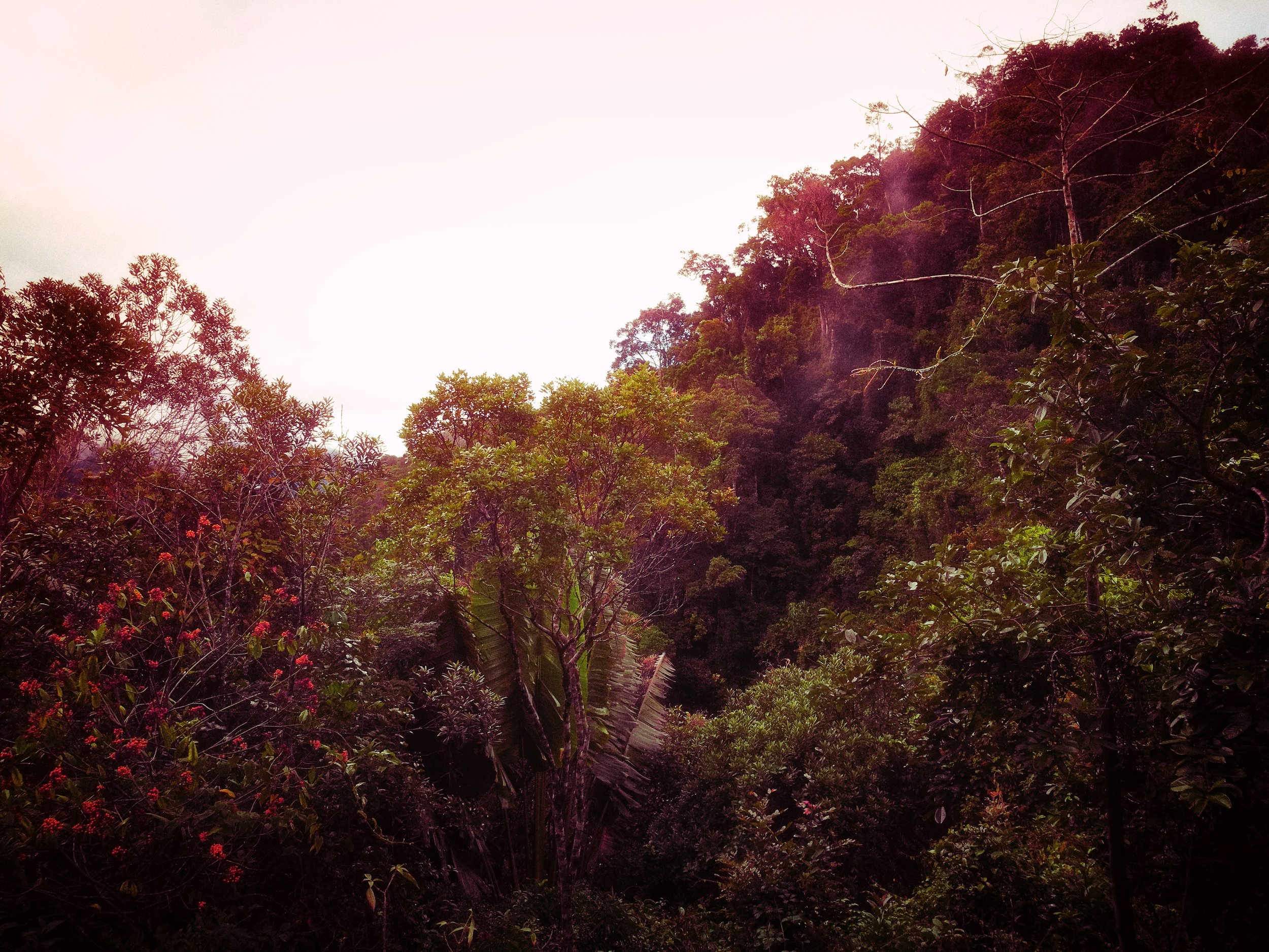 Canopy Light filters through the upper reaches of the forest canopy, bathing the undergrowth in warm light.