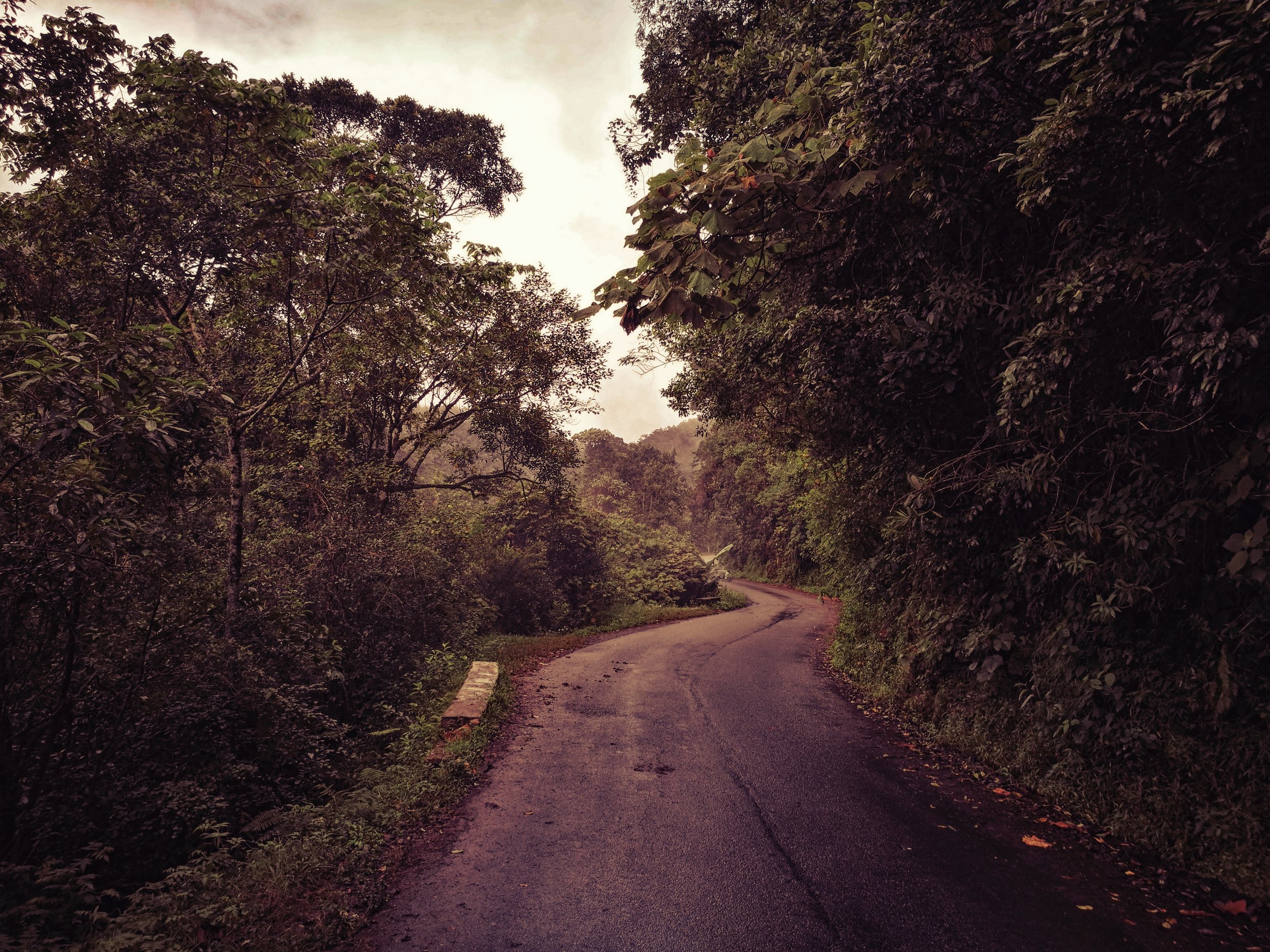 Road to Civilization An old lumbering route cuts its way through Ranomafana valley, the only accessible road through part of the forest. Birds of prey could be seen through the clearing in the trees above.
