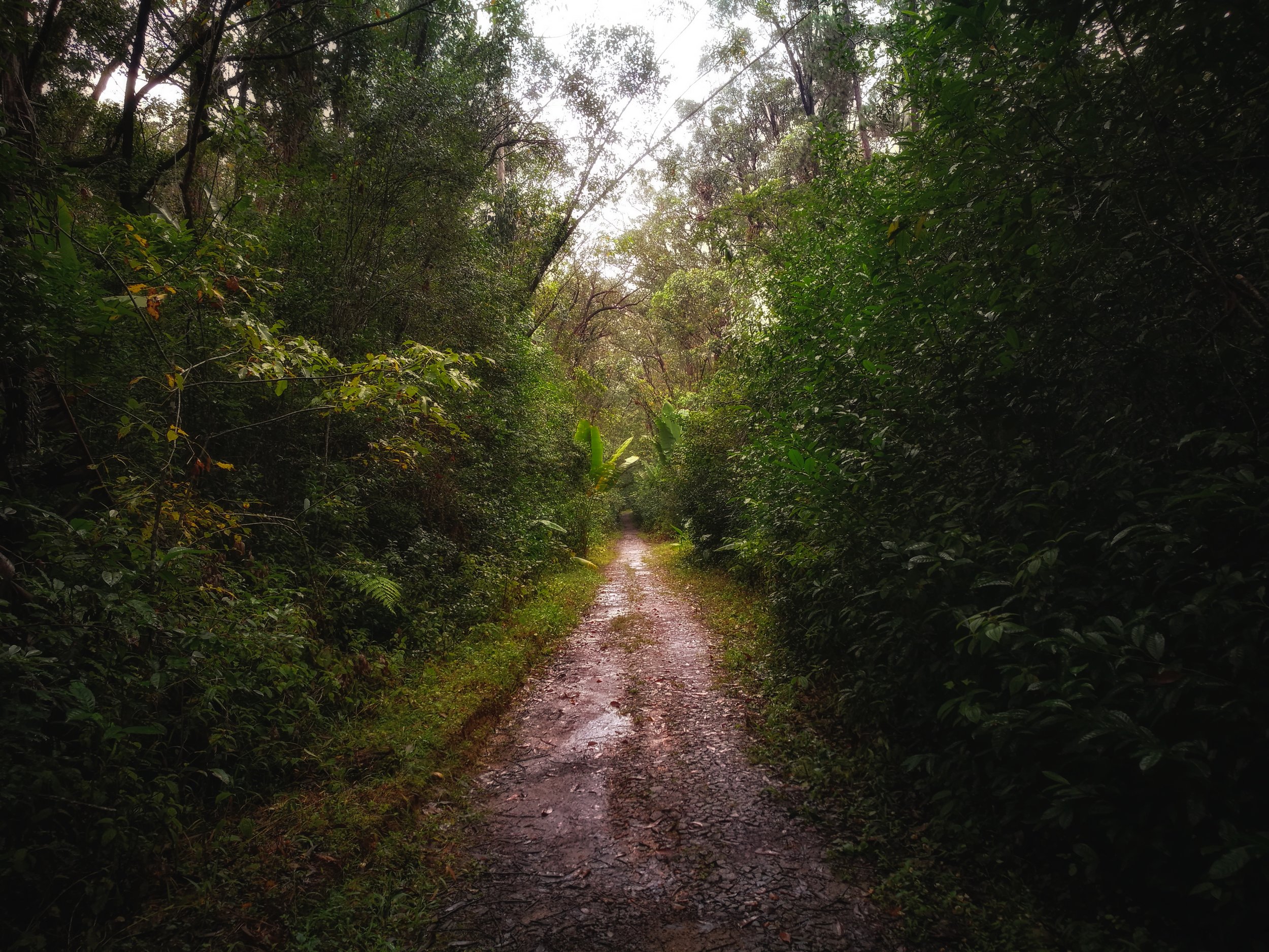 Watery Trail Footprints in the wet mud belong to locals, lemurs, fossas and birds alike.
