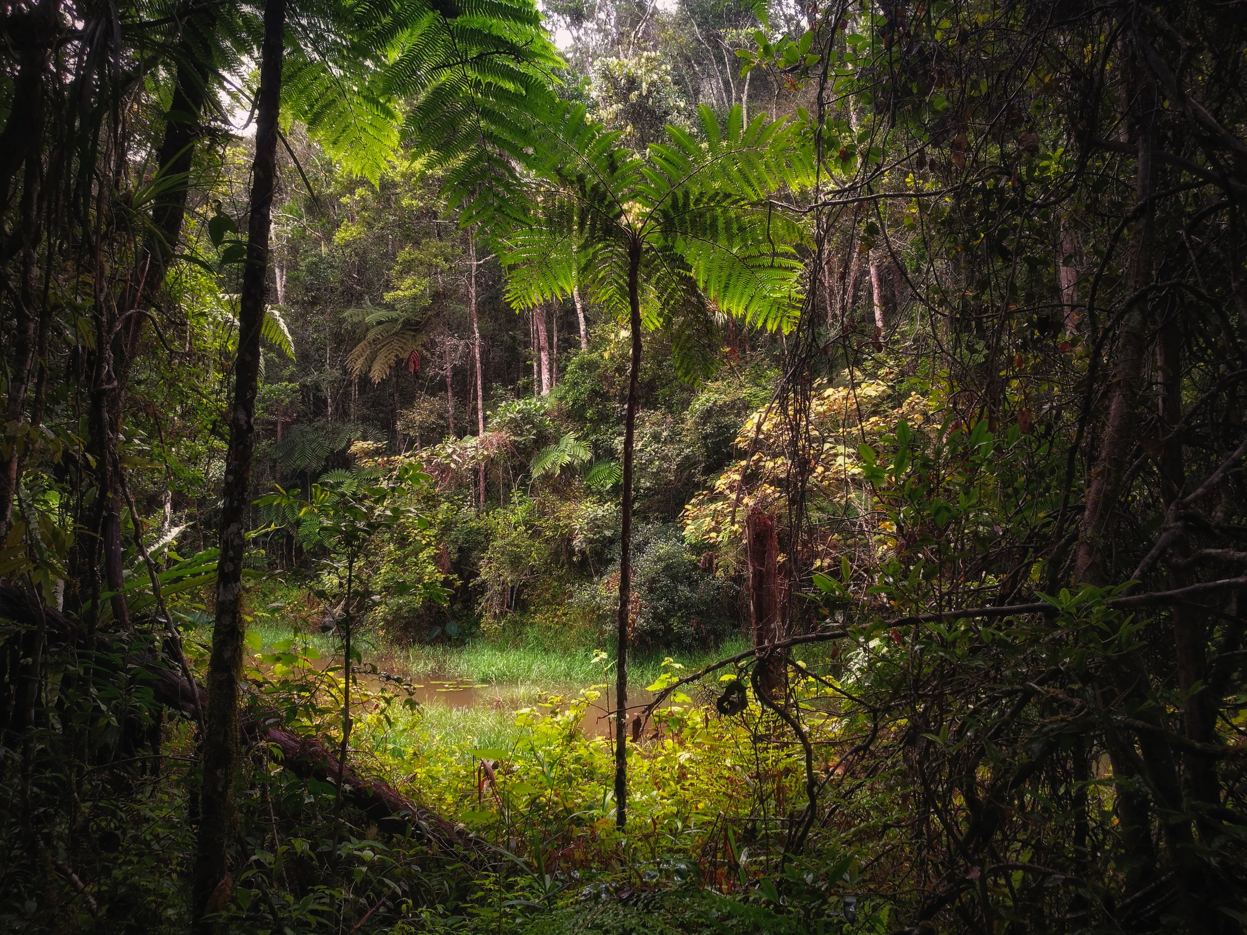 Rainforest Delight Patches of light filter through the dense canopy above, giving rise to young saplings and palm trees.