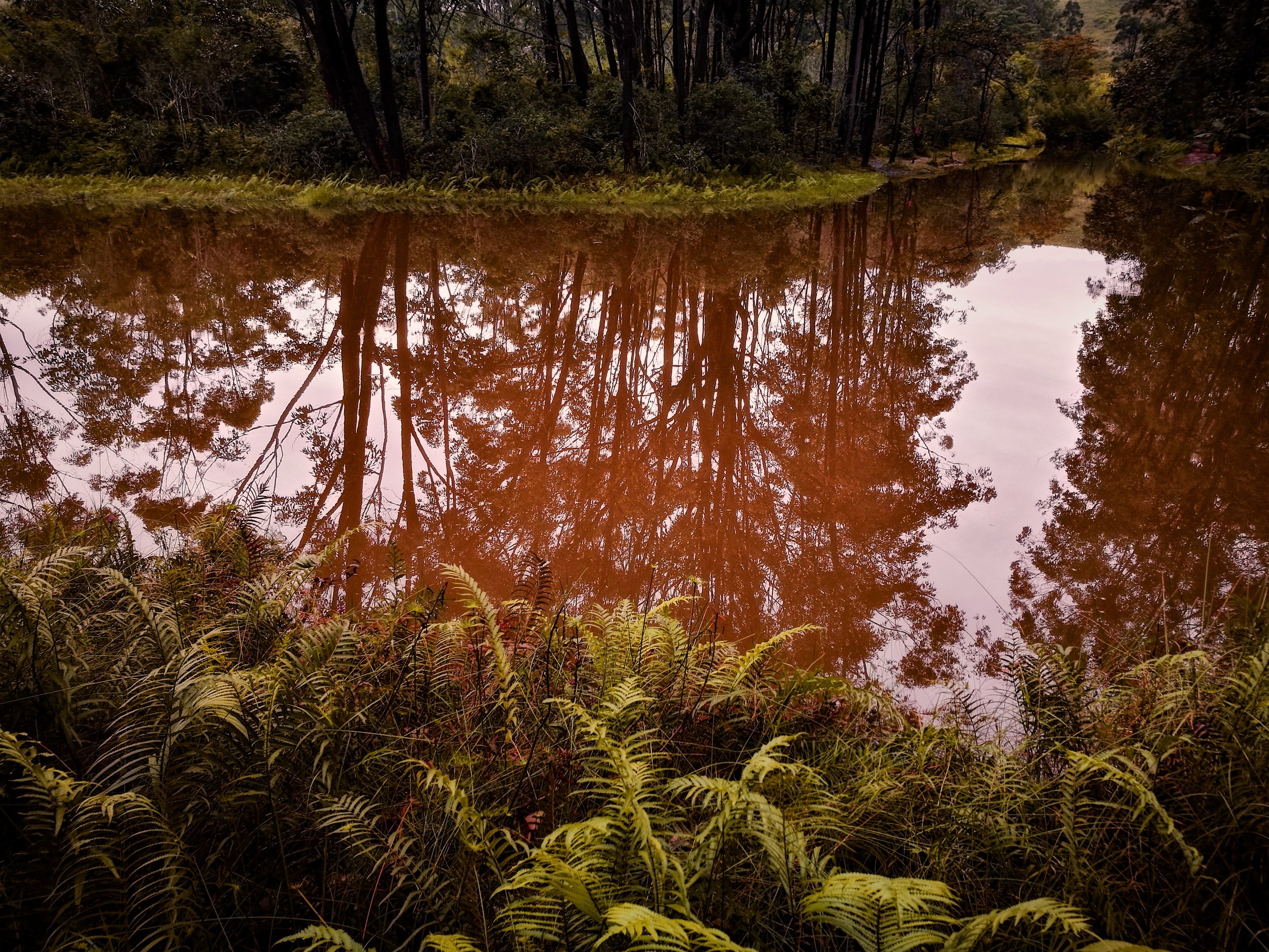 Reflections A brown river catches the reflections of trees lining its banks.