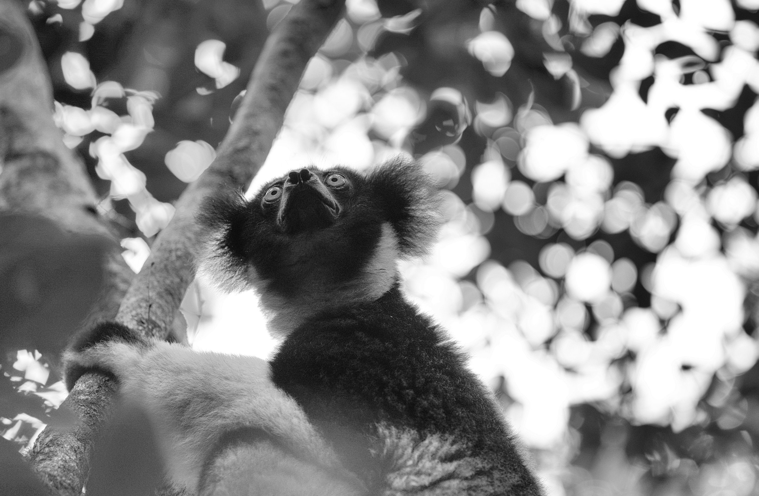 Indri The loudest and most iconic call to echo through the foothills of Madagascar’s rainforests belongs to the Indri. Calls can be heard from hundreds of kilometers away in almost ghostly notes.