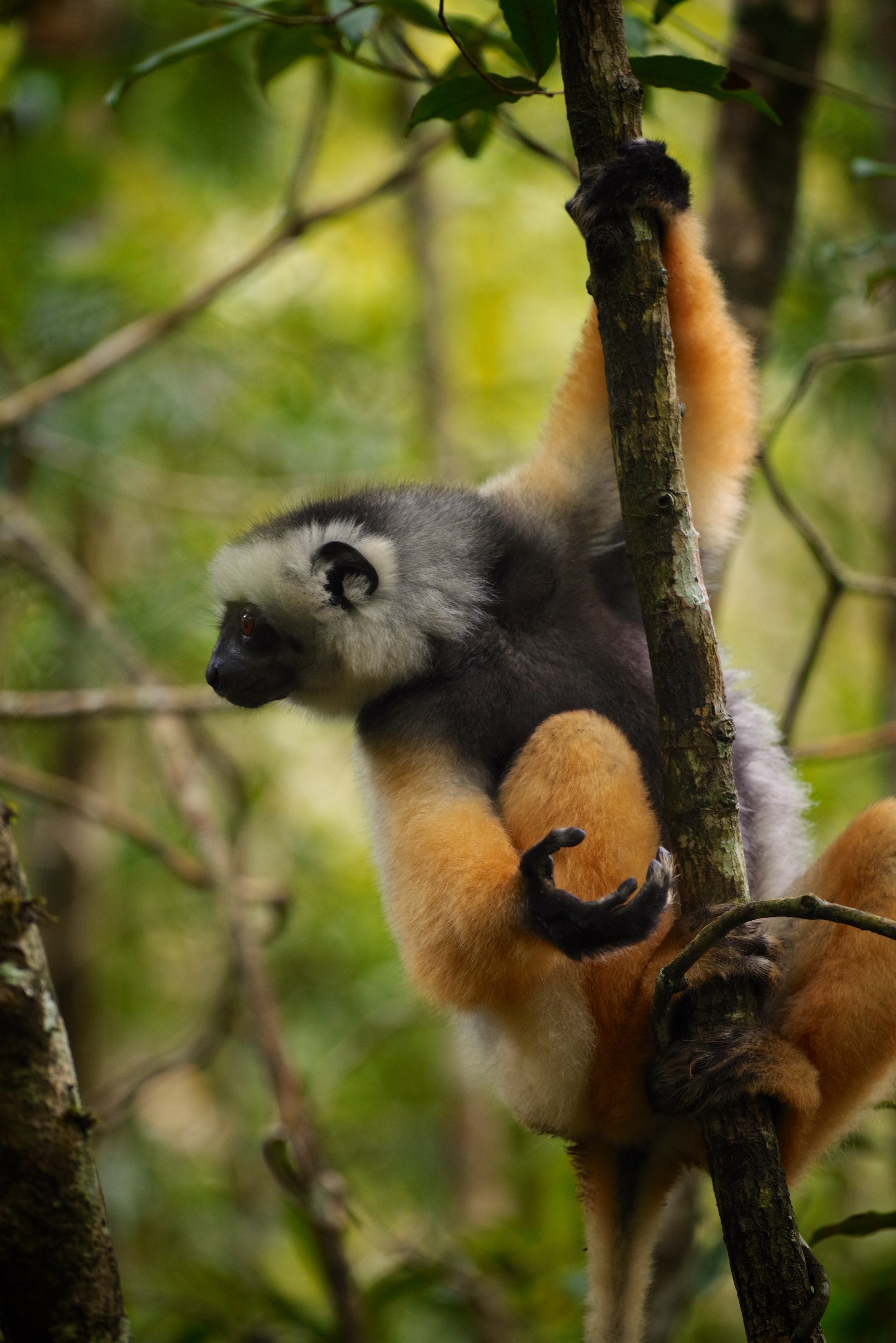 Hanging On That hand, so human like, with its long fingers for tree climbing and fruit picking, may well remind us that we began our lives in the trees.