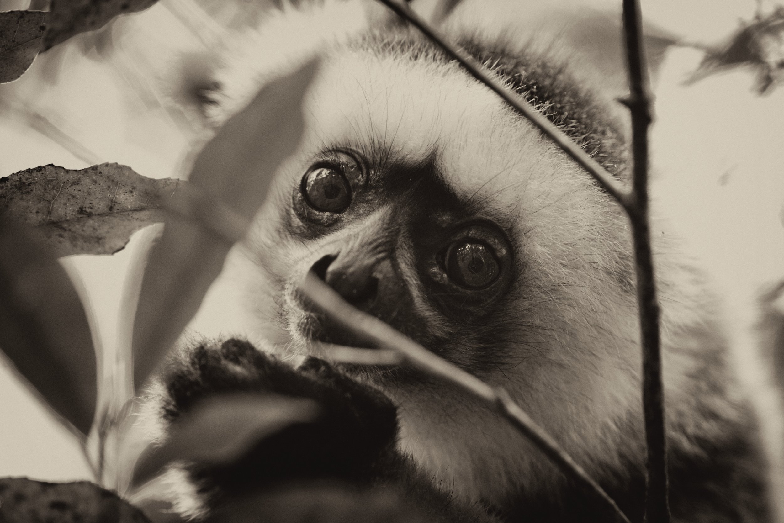 Irresistible Eyes Bright orbs peer through the foliage of a fig tree in Andasibe rainforest.