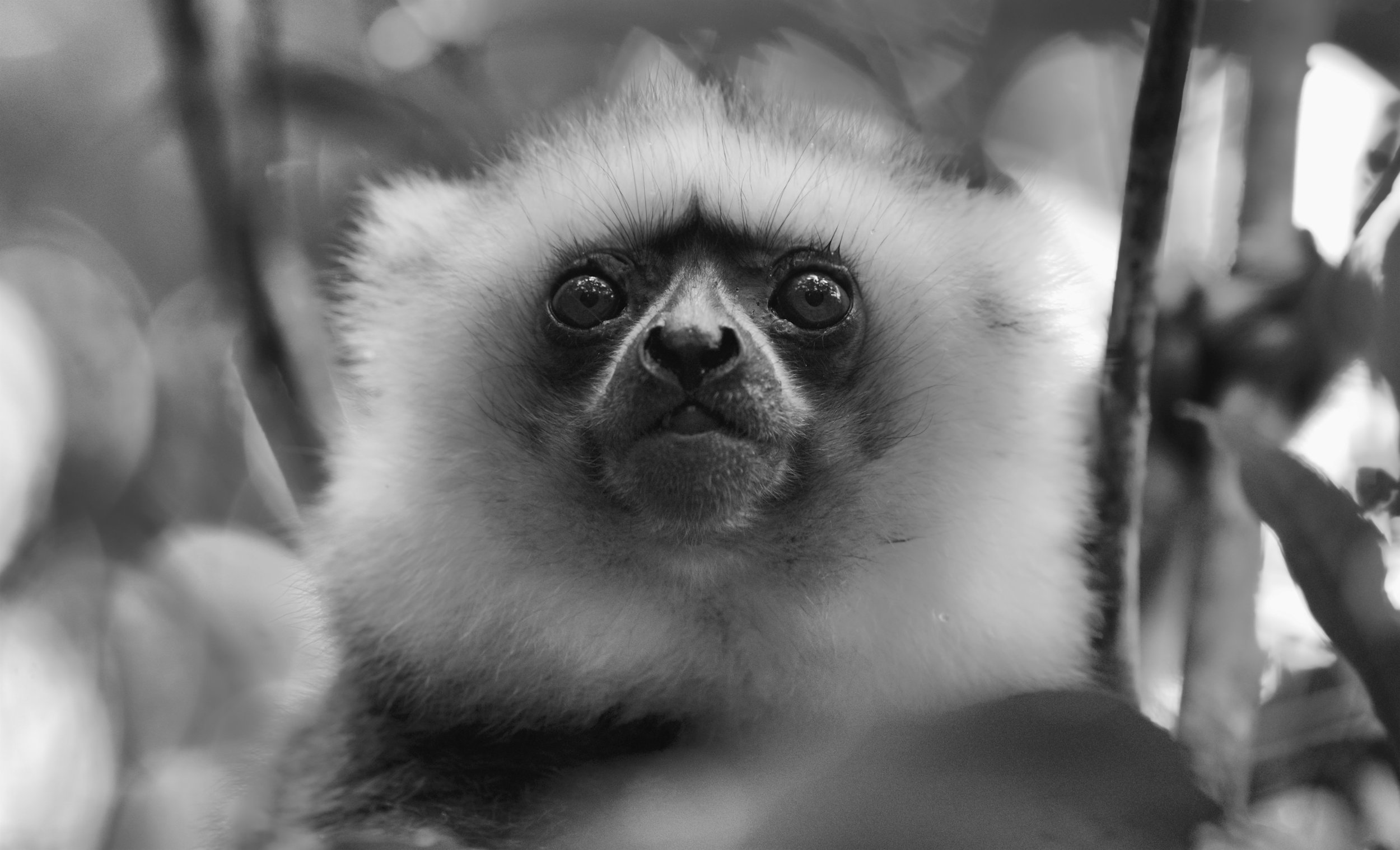 Lemur Lips The diademed sifaka makes a warning call resembling the sound "kiss-sneeze" when a terrestrial predator is perceived. The sole terrestrial predators of P. diadema are the fossa and Nile crocodile.
